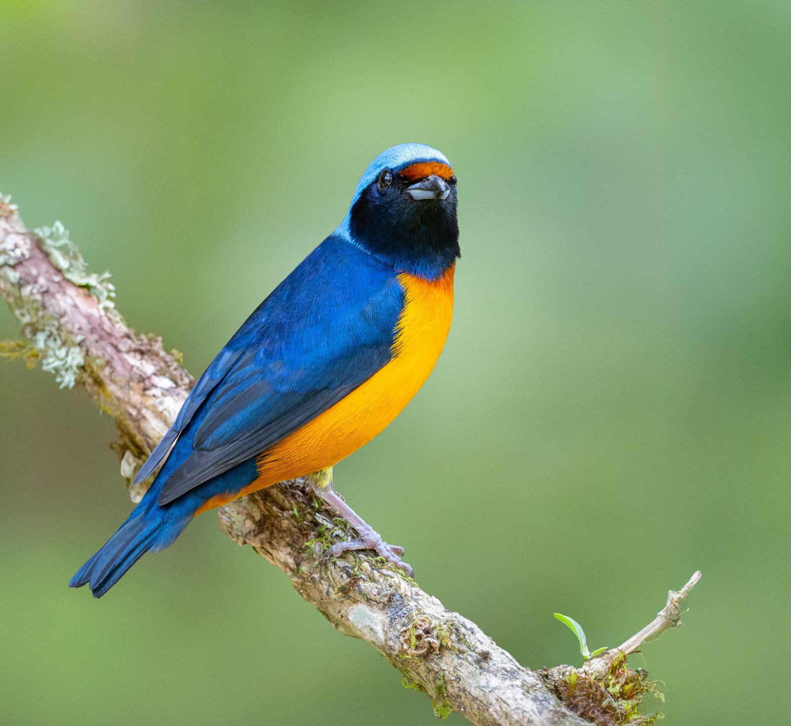 Eufonia Elegante sin firma-4.jpg