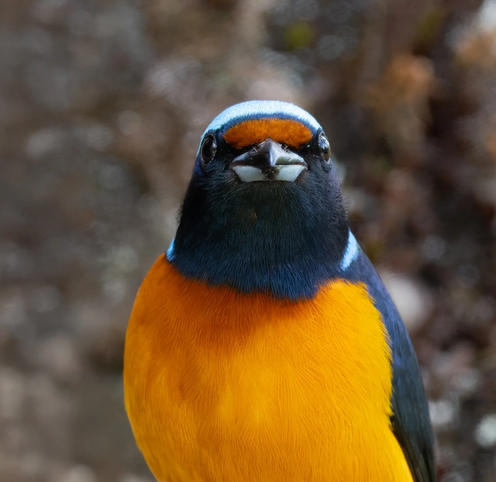 Eufonia Elegante sin firma.jpg