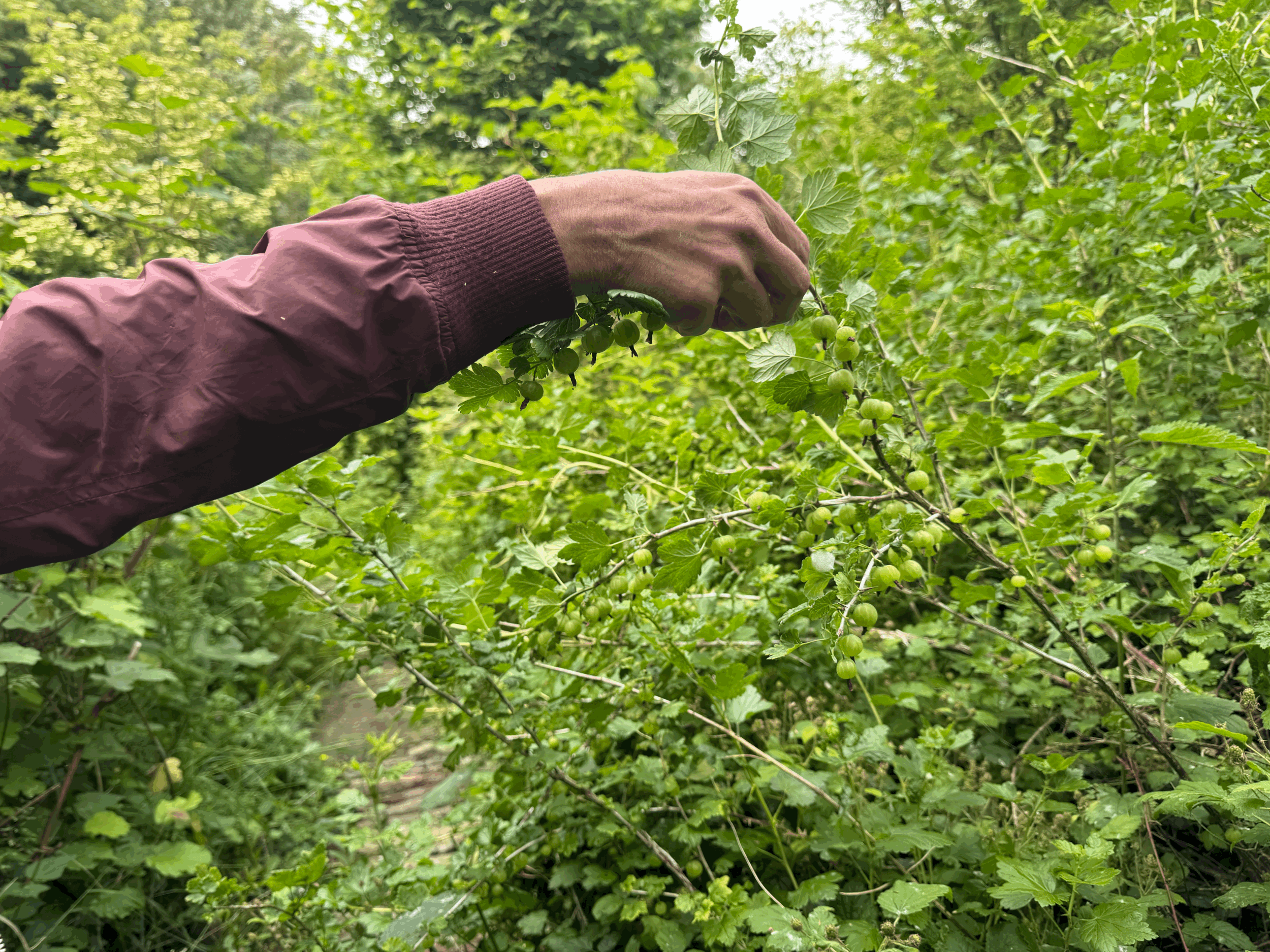 Food Forest Workshop, Osnabrück, Part 2