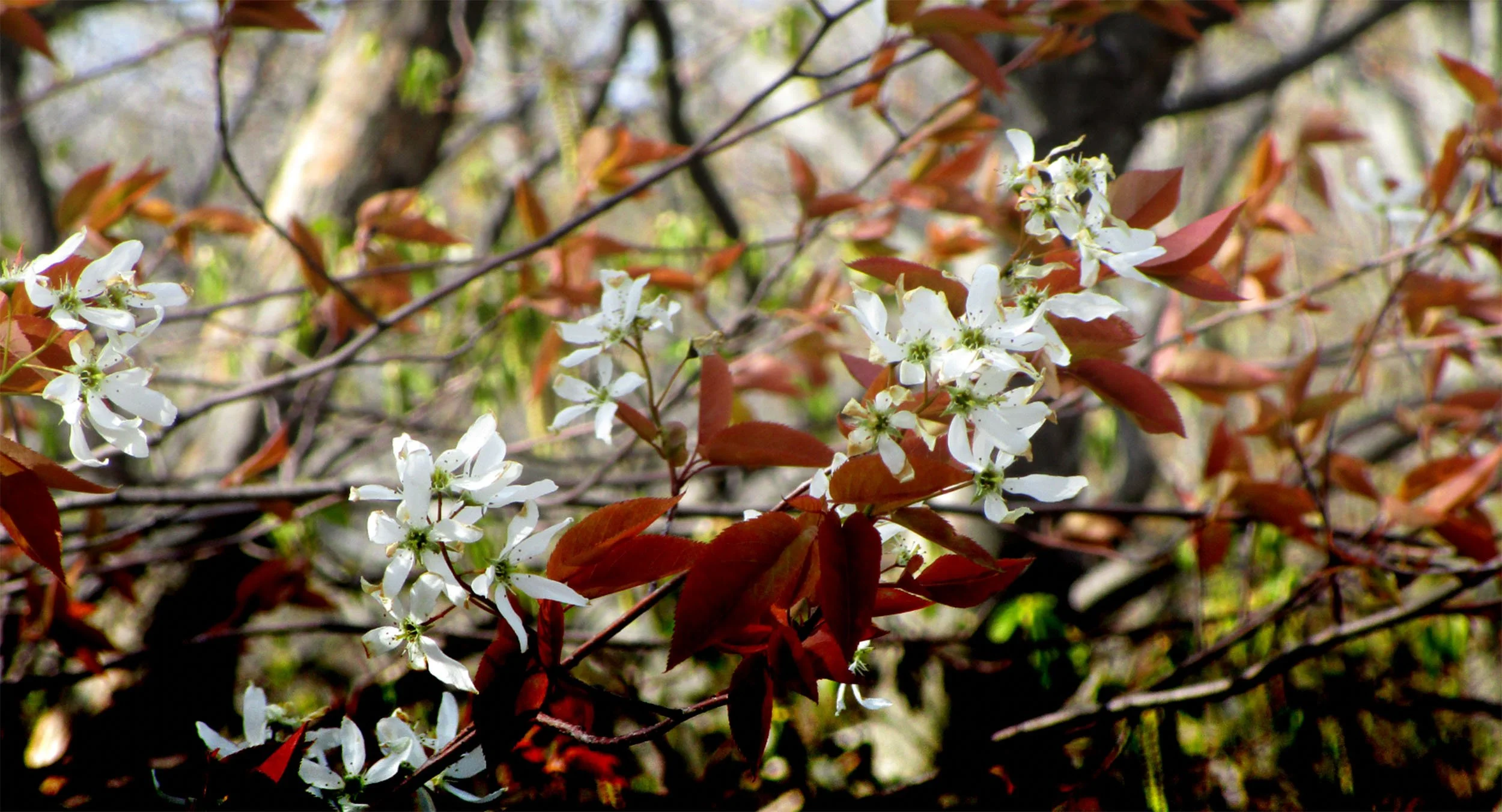 DA_Amelanchier_WEB_BANNER.jpg