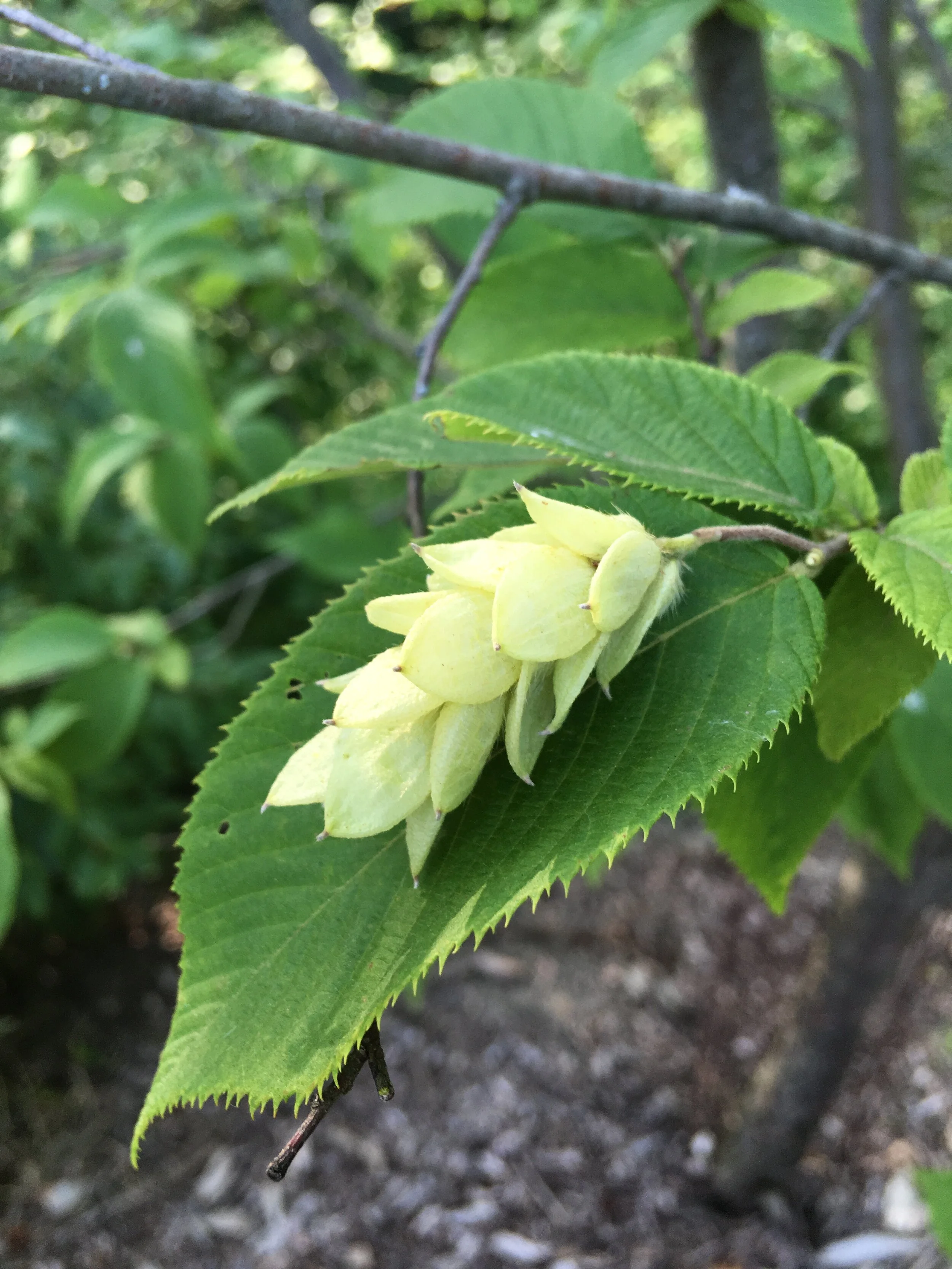 Basic Tree ID Coursedravesarboretum