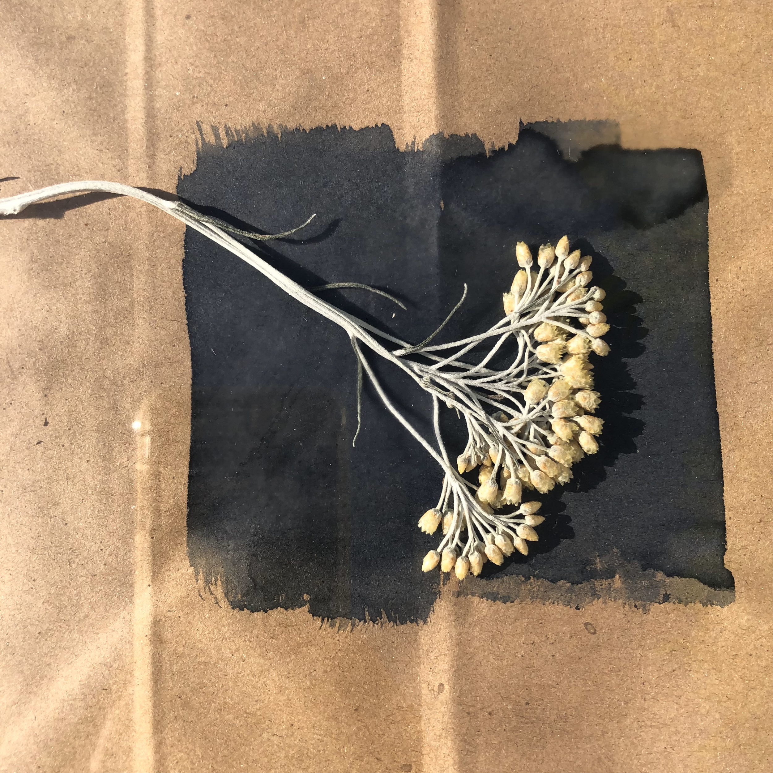 Cyanotype Printing workshop with Cressida Murray