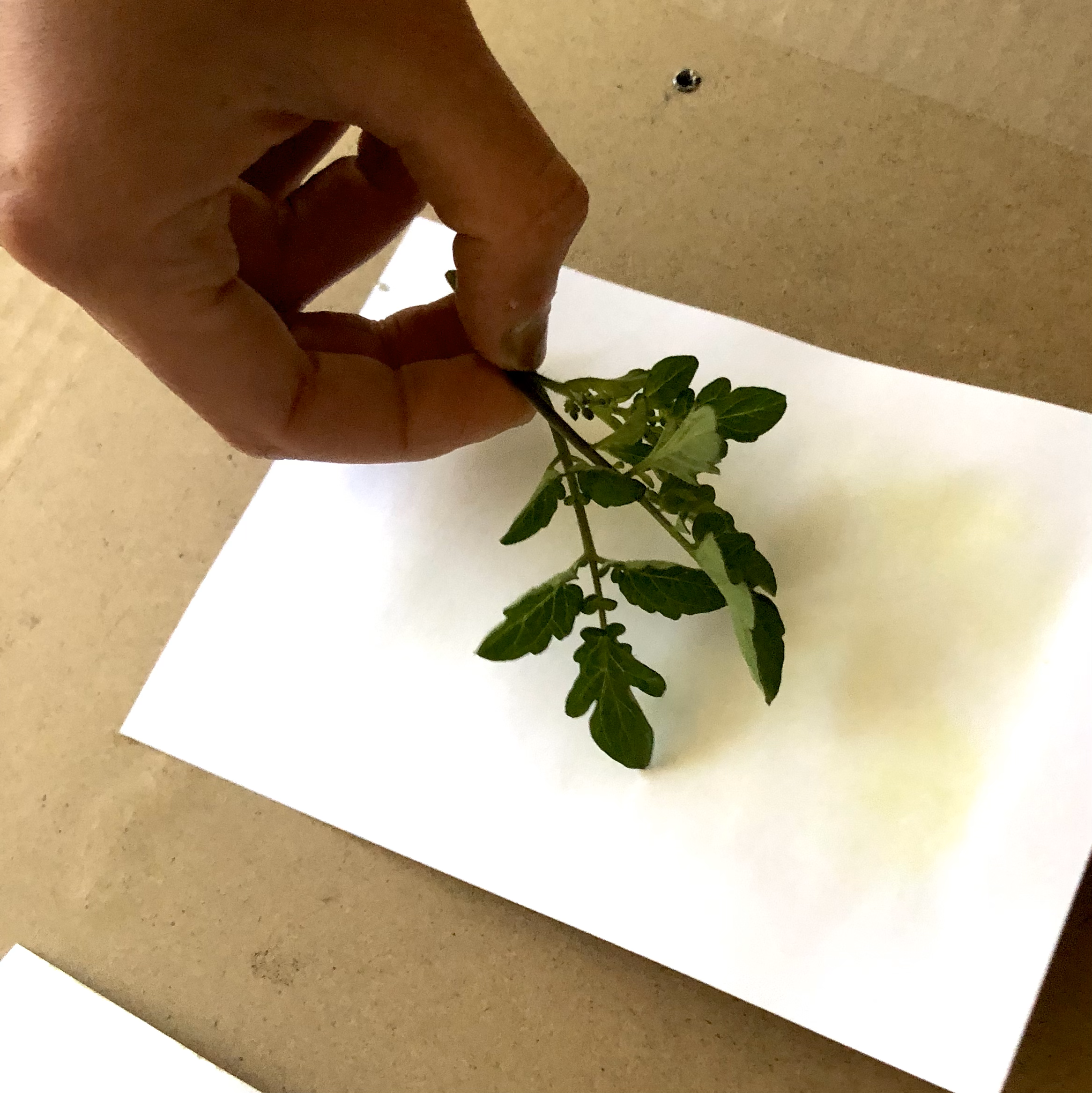 Cyanotype Printing workshop with Cressida Murray