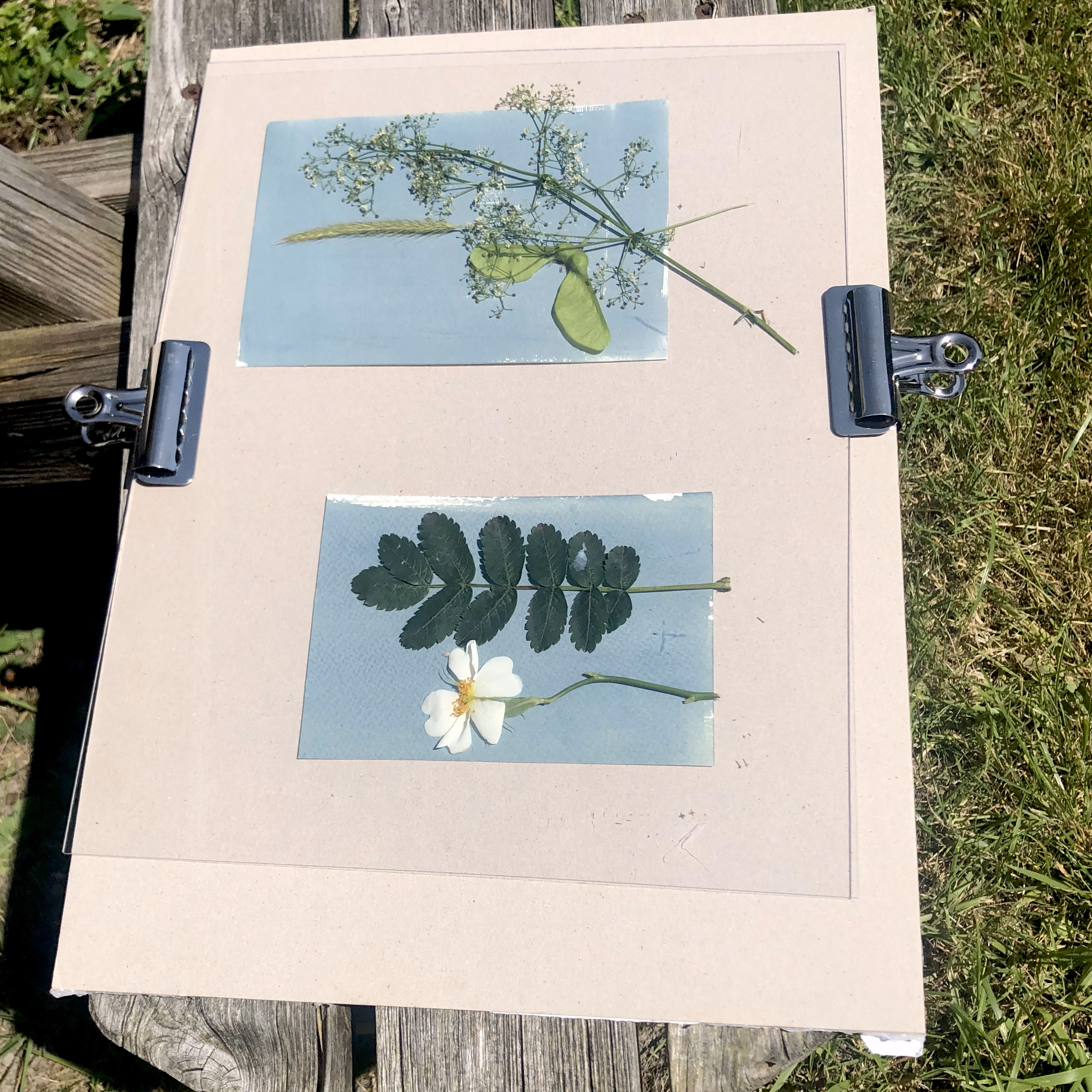 Cyanotype Printing workshop with Cressida Murray
