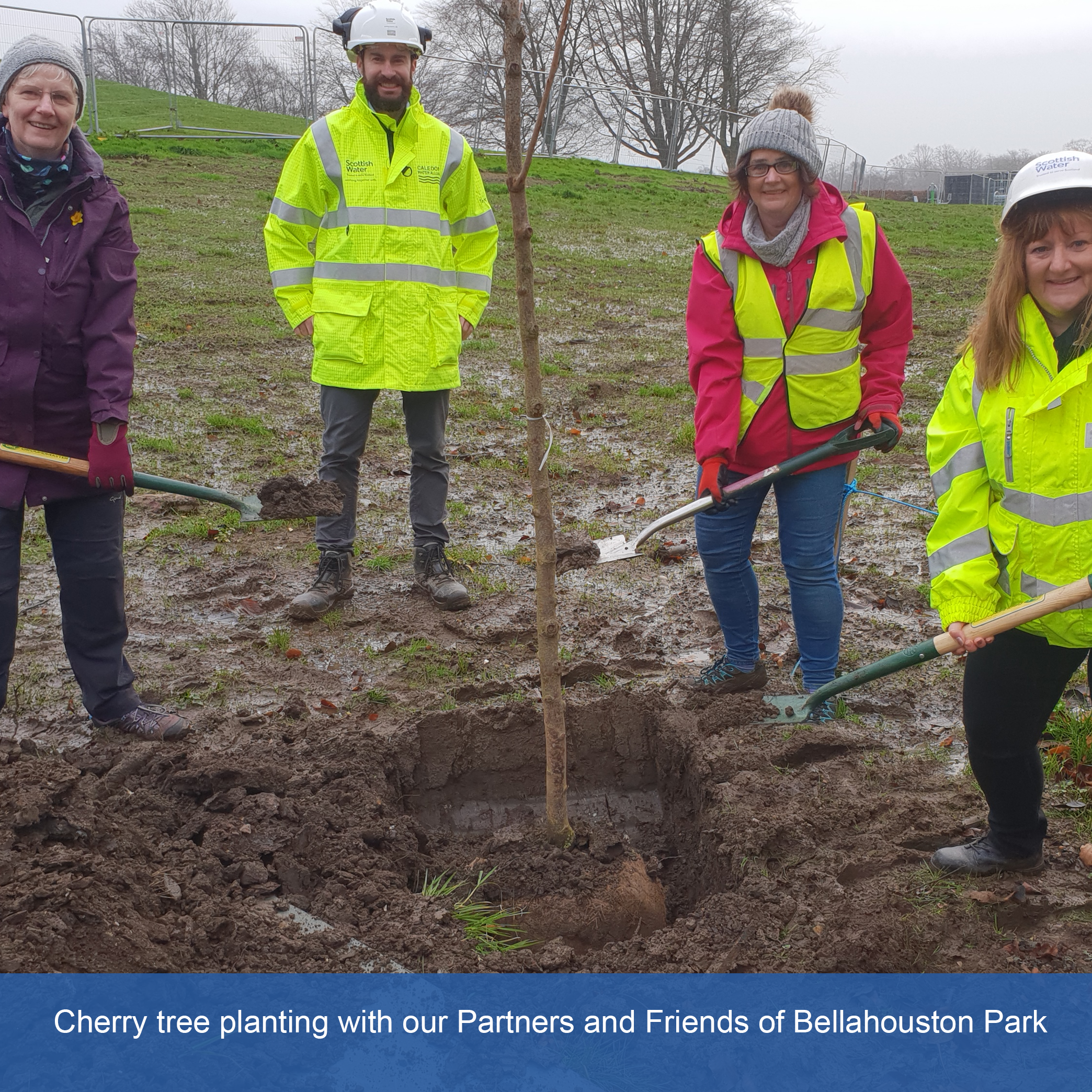 Cherry tree planting with our Partners and Friends of Bellahouston Park.png