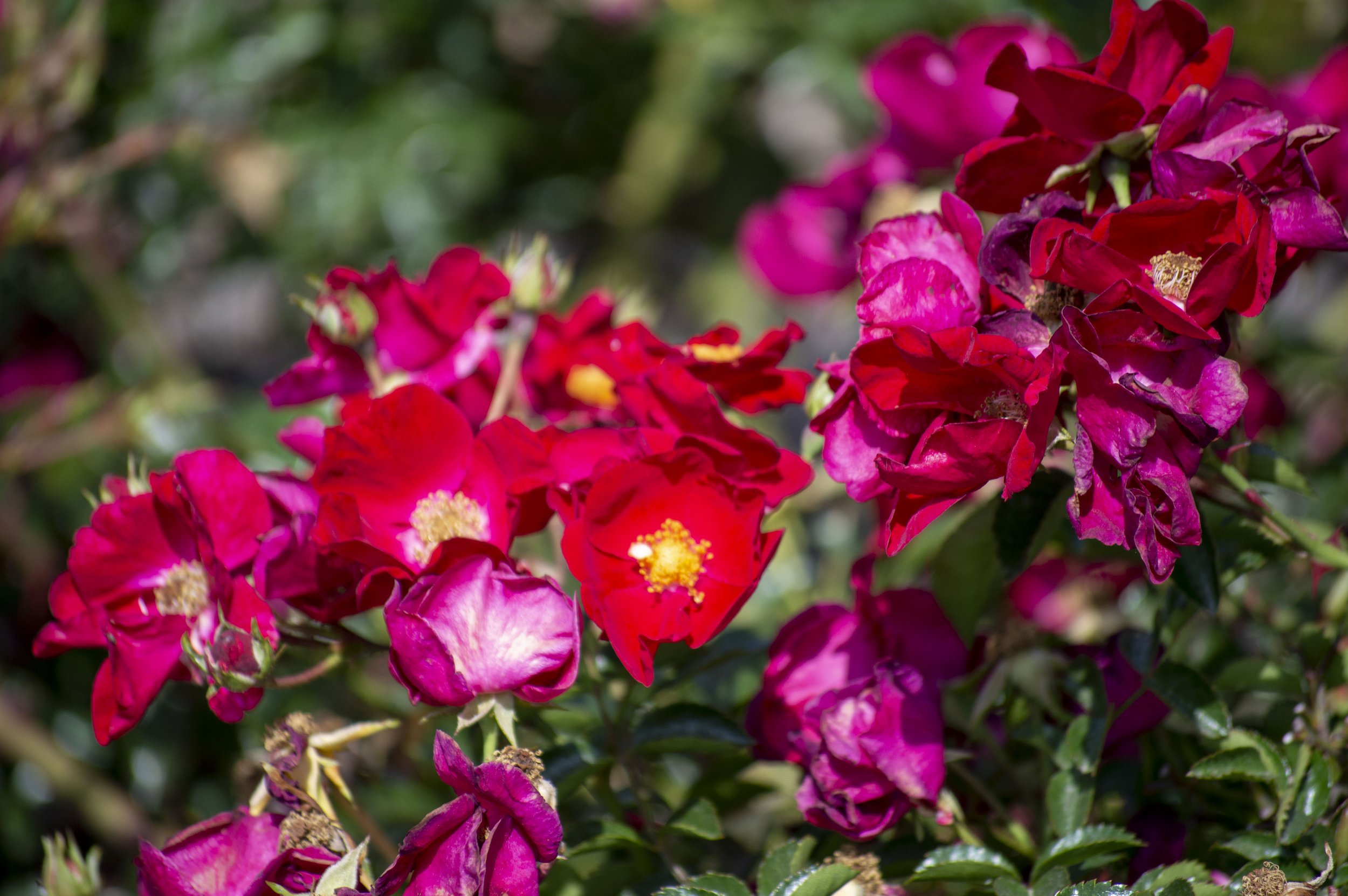 DSC_1341.JPG