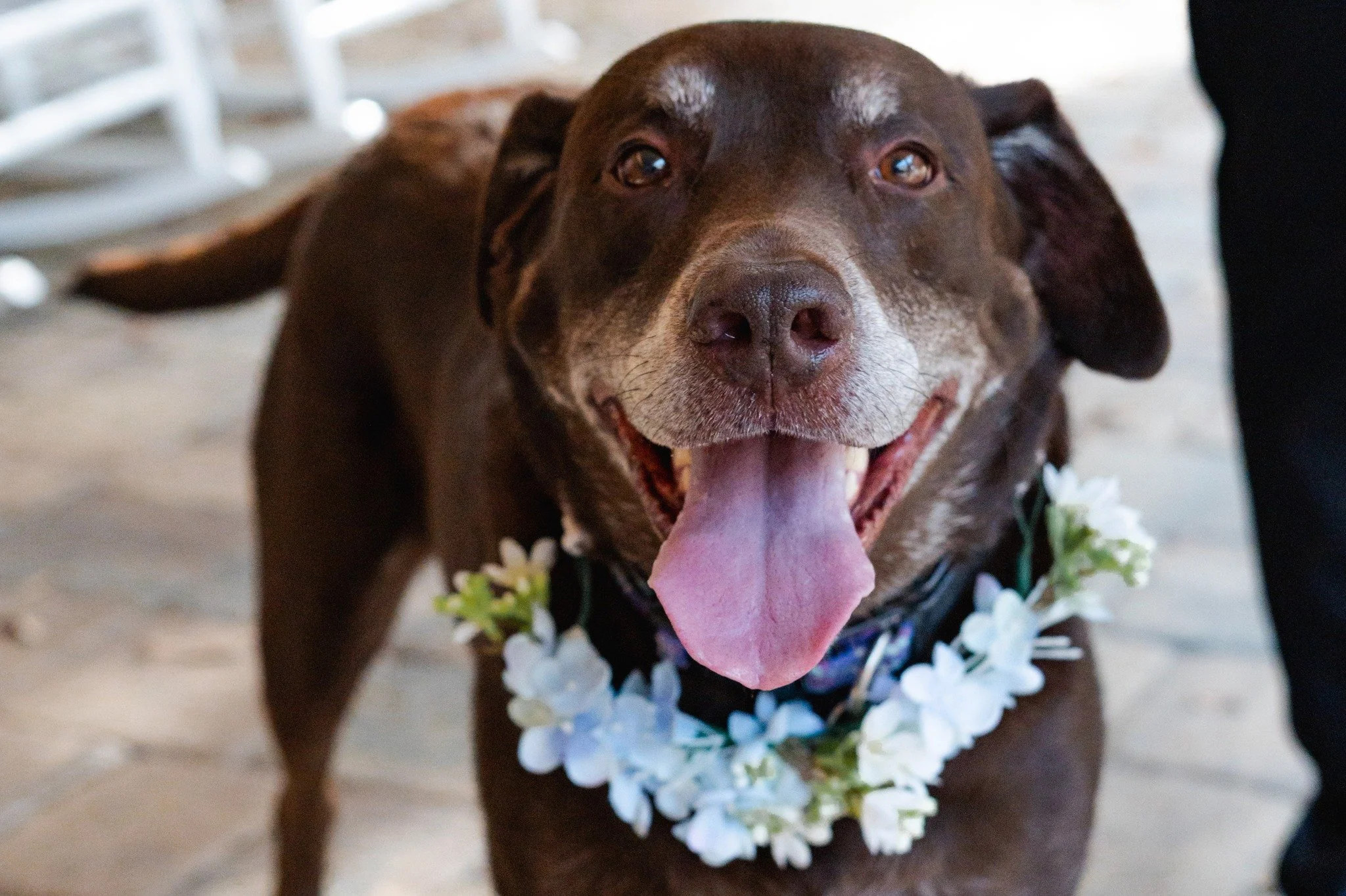Including your dog in your wedding day is a meaningful way to honor the life you have already built together. Whether they walk down the aisle, make an appearance for portraits, or are simply woven into your details and photos, their presence adds a 