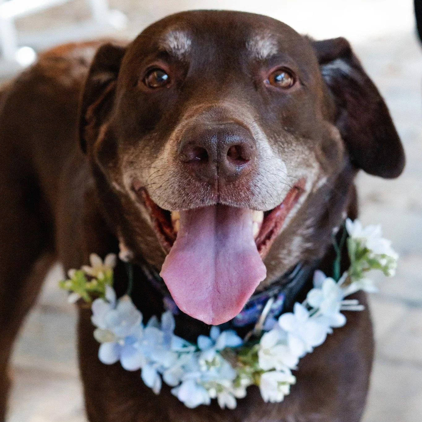 Happy National Dog Day! 🐾🤍

Because sometimes the most important member of the wedding party has four paws.

We love seeing couples include their dogs in their wedding day at Bowing Oaks, whether they're walking down the aisle, posing for portraits