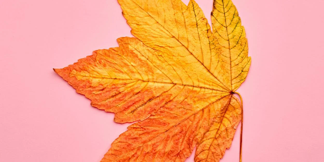 Learn the Rules and Then Do What You Desire