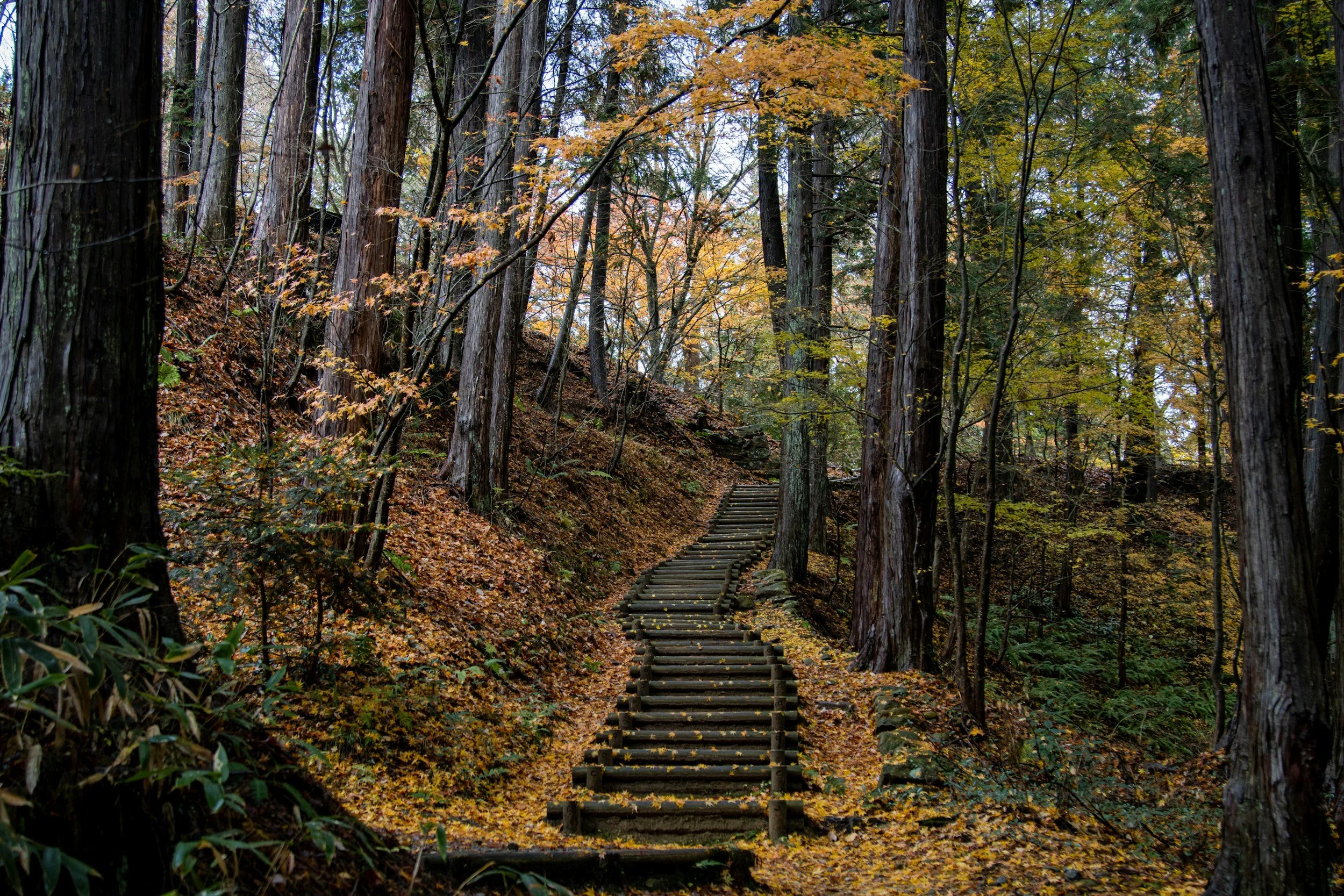 A forest trail with ascending wooden steps surrounded by tall trees with autumn leaves.