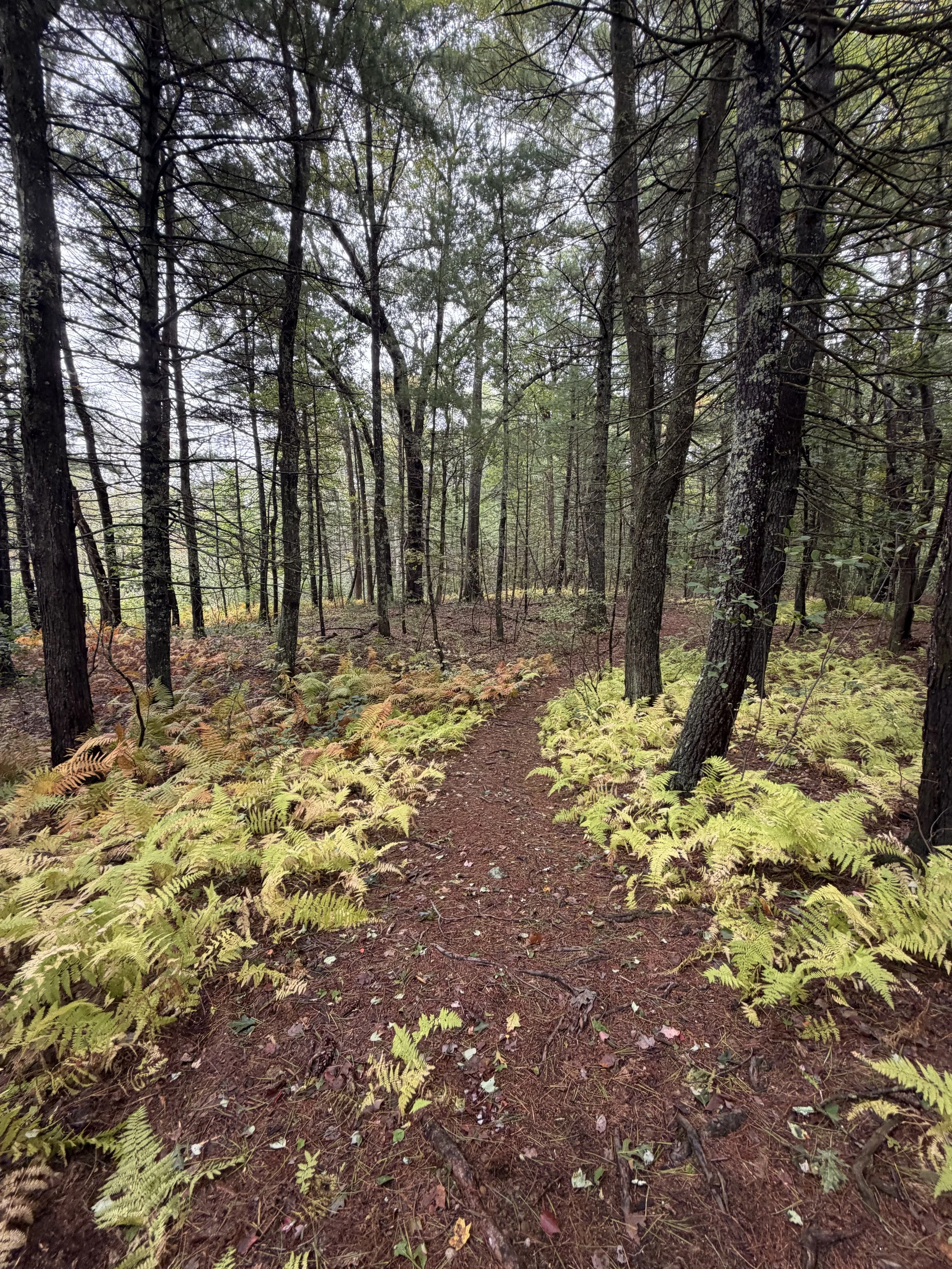 A forest trail surrounded by tall trees with moss and lichen on their trunks. The ground is covered with ferns, fallen leaves, and pine needles, creating a natural woodland scene.