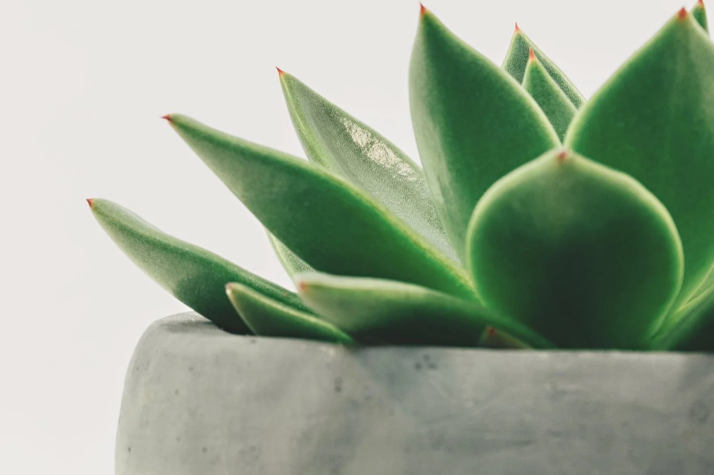 Harvest Wellness Pic in Argyle TX