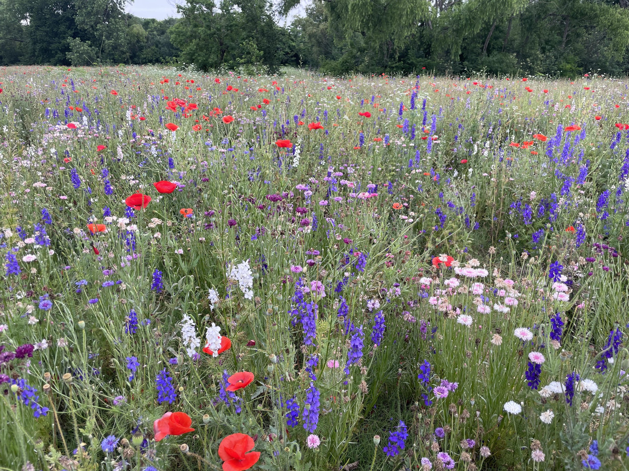 Crowley Park Wildflowers