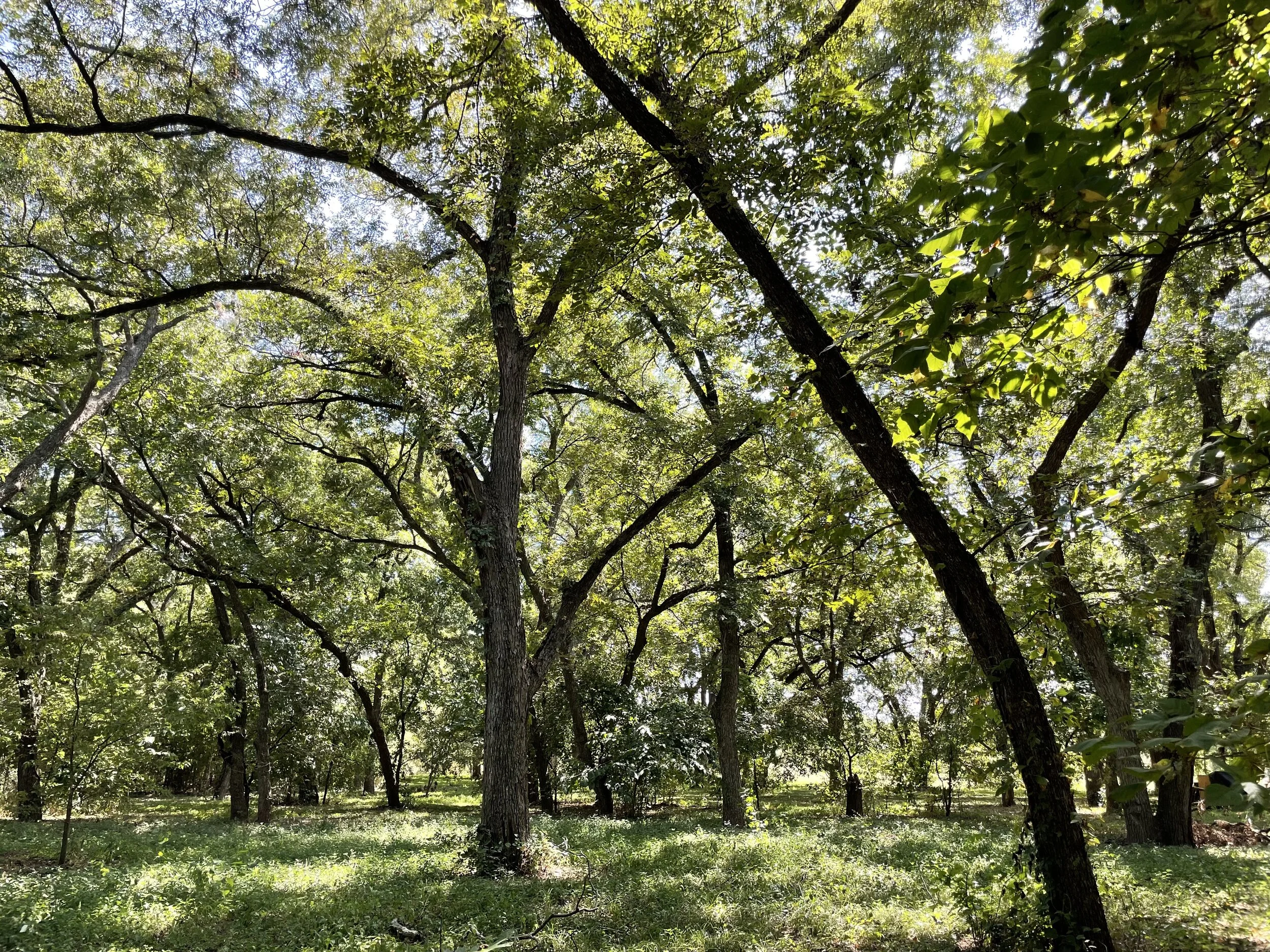 Pecan Grove