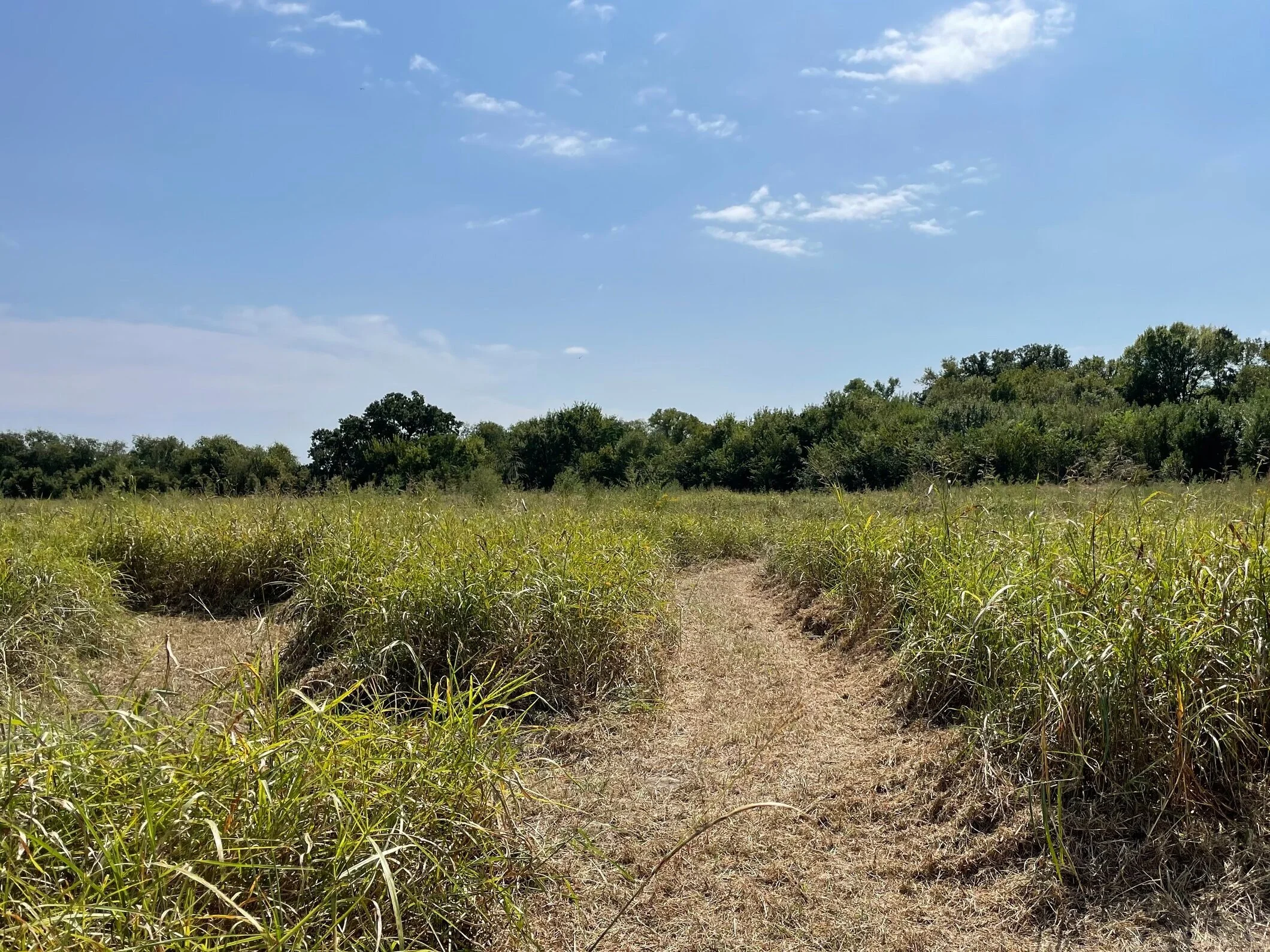 Winding paths through the grasses