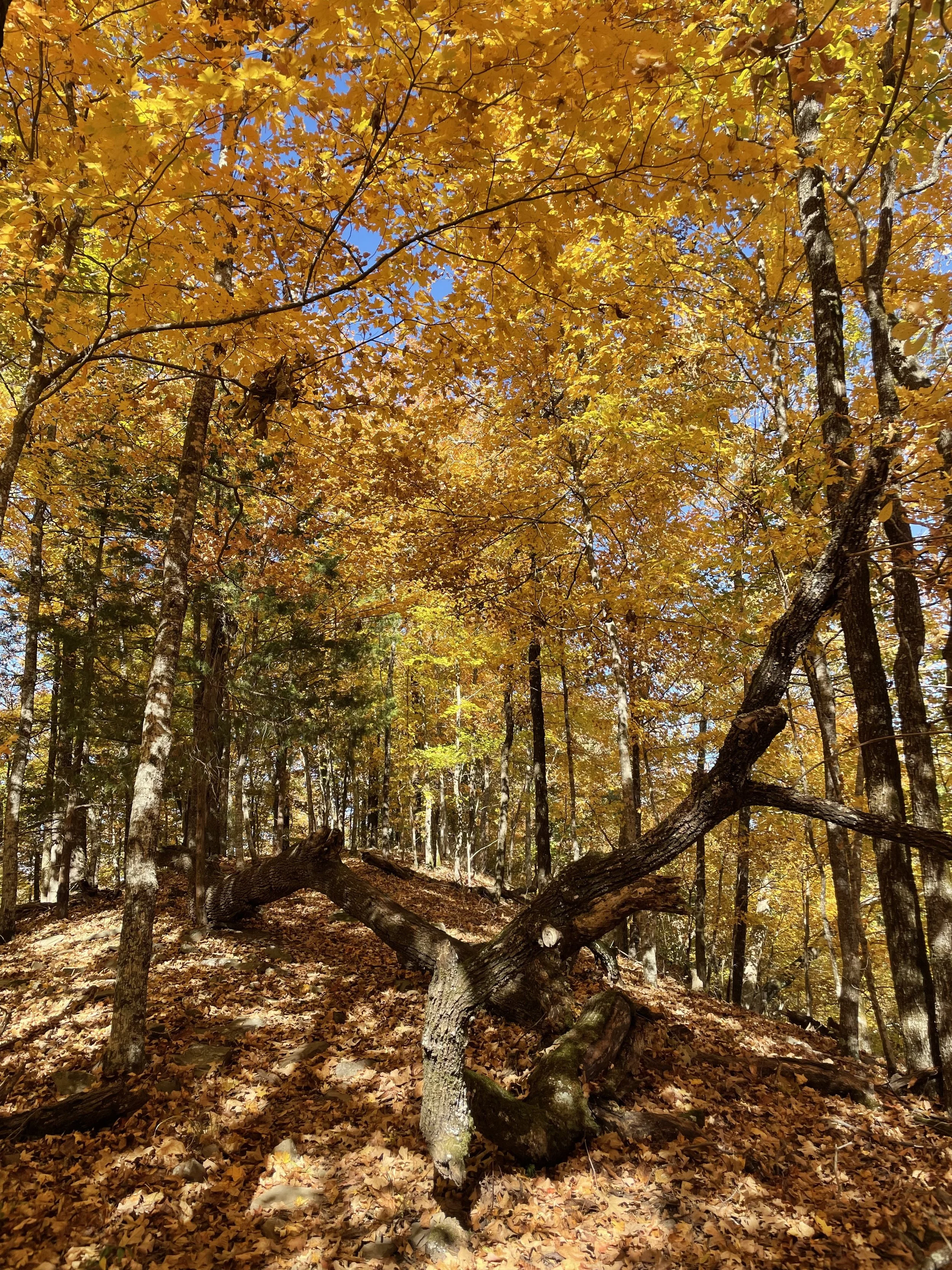 Photo Journal: Beavers Bend State Park (Oklahoma)