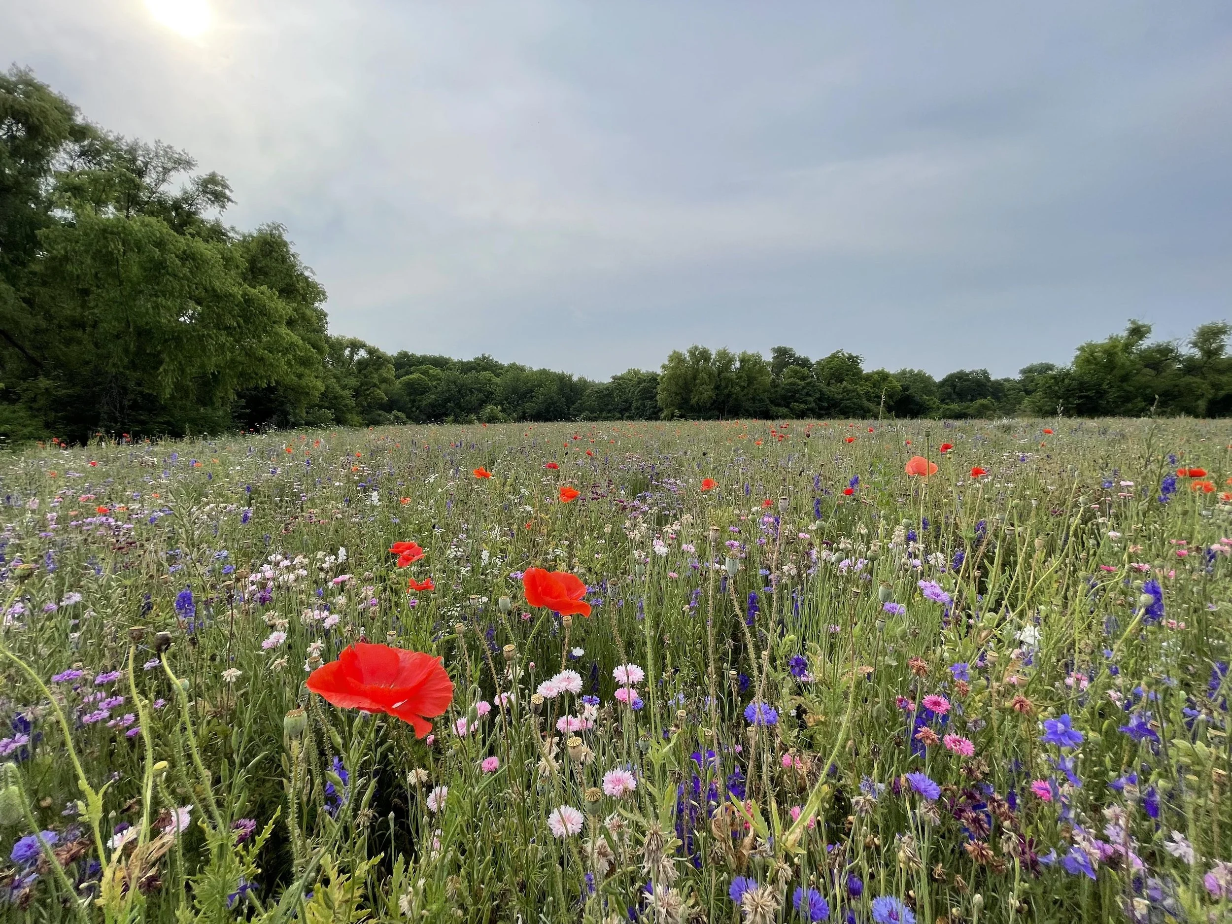 Photo Journal: Crowley Park - Richardson, TX (May)