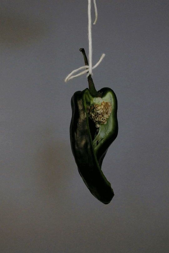 _MG_9725-ANIMATION.gif