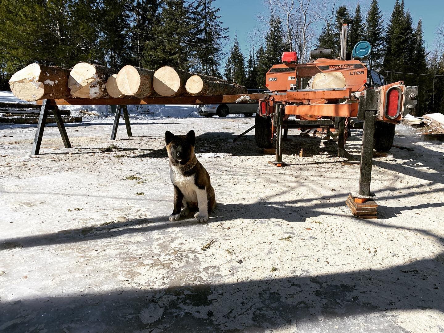 Lumber prices have us milling for people more then ever. I think it also might have something to do with us bringing suki to ever job. &bull;
&bull;
&bull;
&bull;
&bull;
#rusticfurniture #durhamwoodworking #kawarthalakescarpentry
 #woodworking #cedar