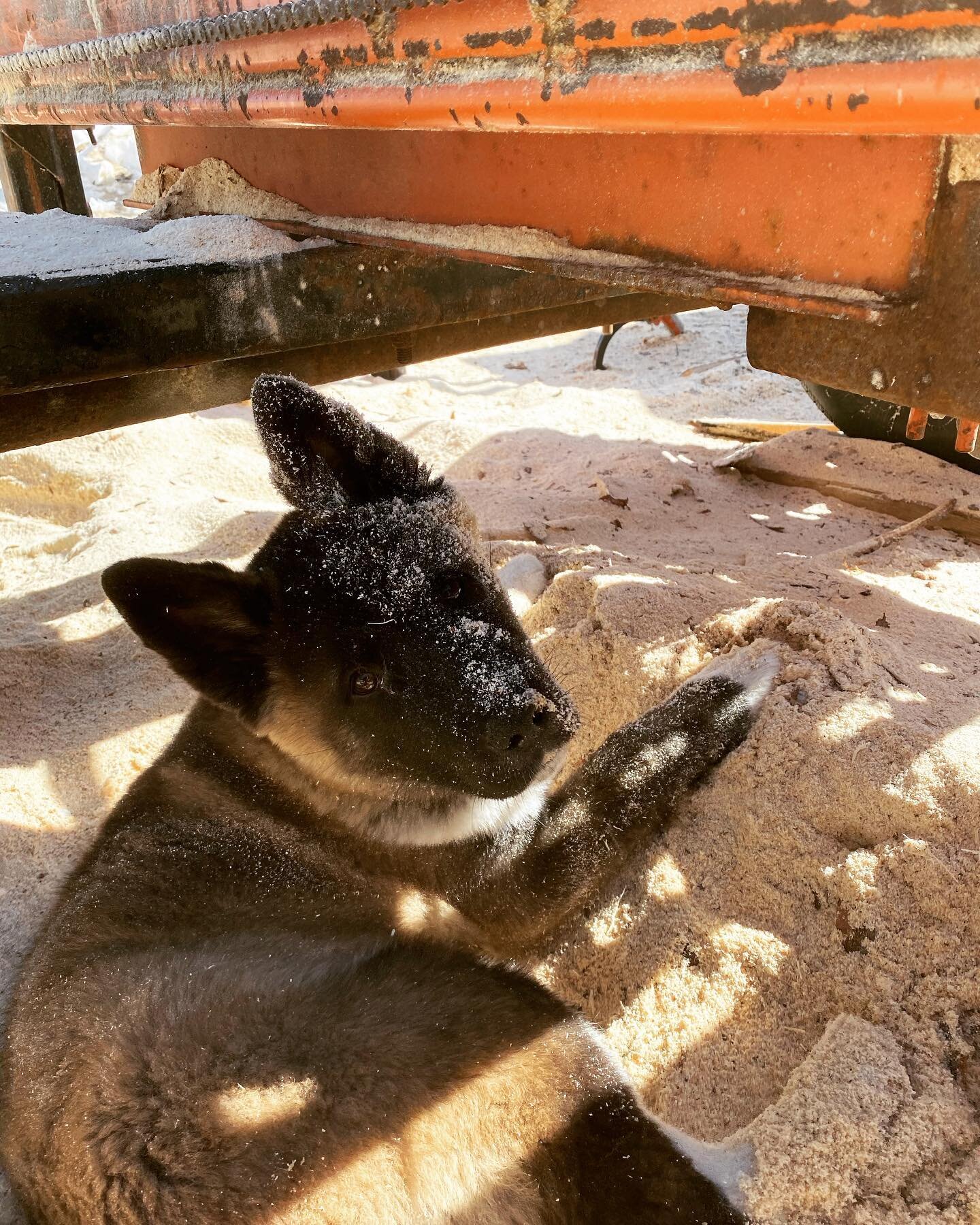 Suki on the job 💪 

#dogsatwork #workingdog #workindog #sawdust #dirtydogs #akitasofinstagram #akitalove #akitapuppy #akitaoftheday 
#rusticfurniture #durhamwoodworking #kawarthalakescarpentry
 #woodworking #cedar #woodsiding #woodmizer #reclaimedwo