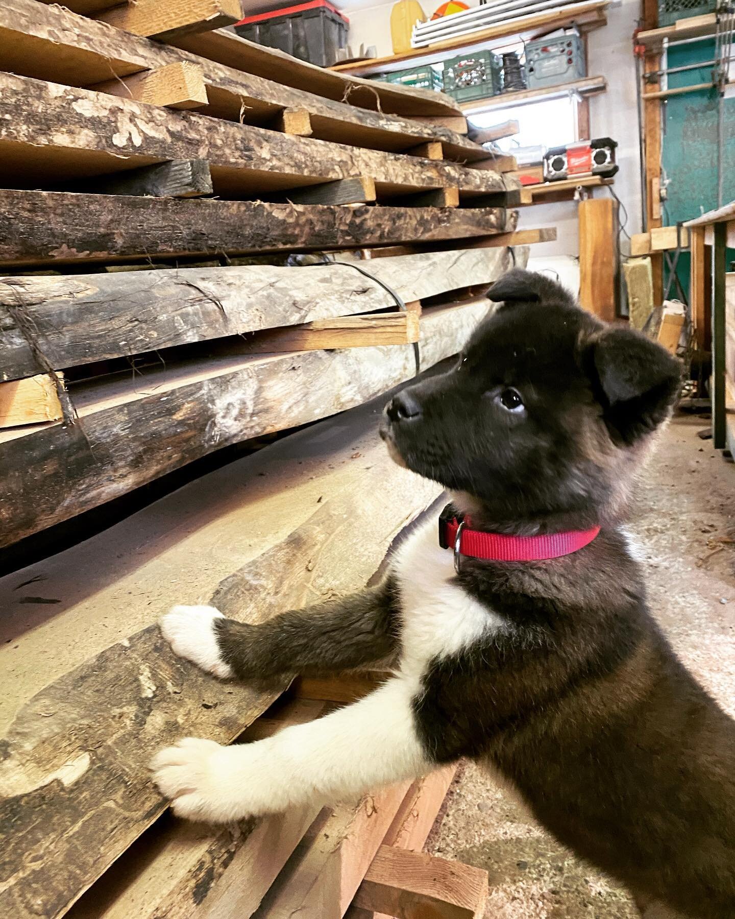 Suki says this walnut is dry and ready to be delivered to @antique_lumber_place. 
&bull;
&bull;
&bull;
&bull;
#rusticfurniture #durhamwoodworking #kawarthalakescarpentry
 #woodworking #cedar #woodsiding #woodmizer #reclaimedwood #reclaimedwoodfurnitu