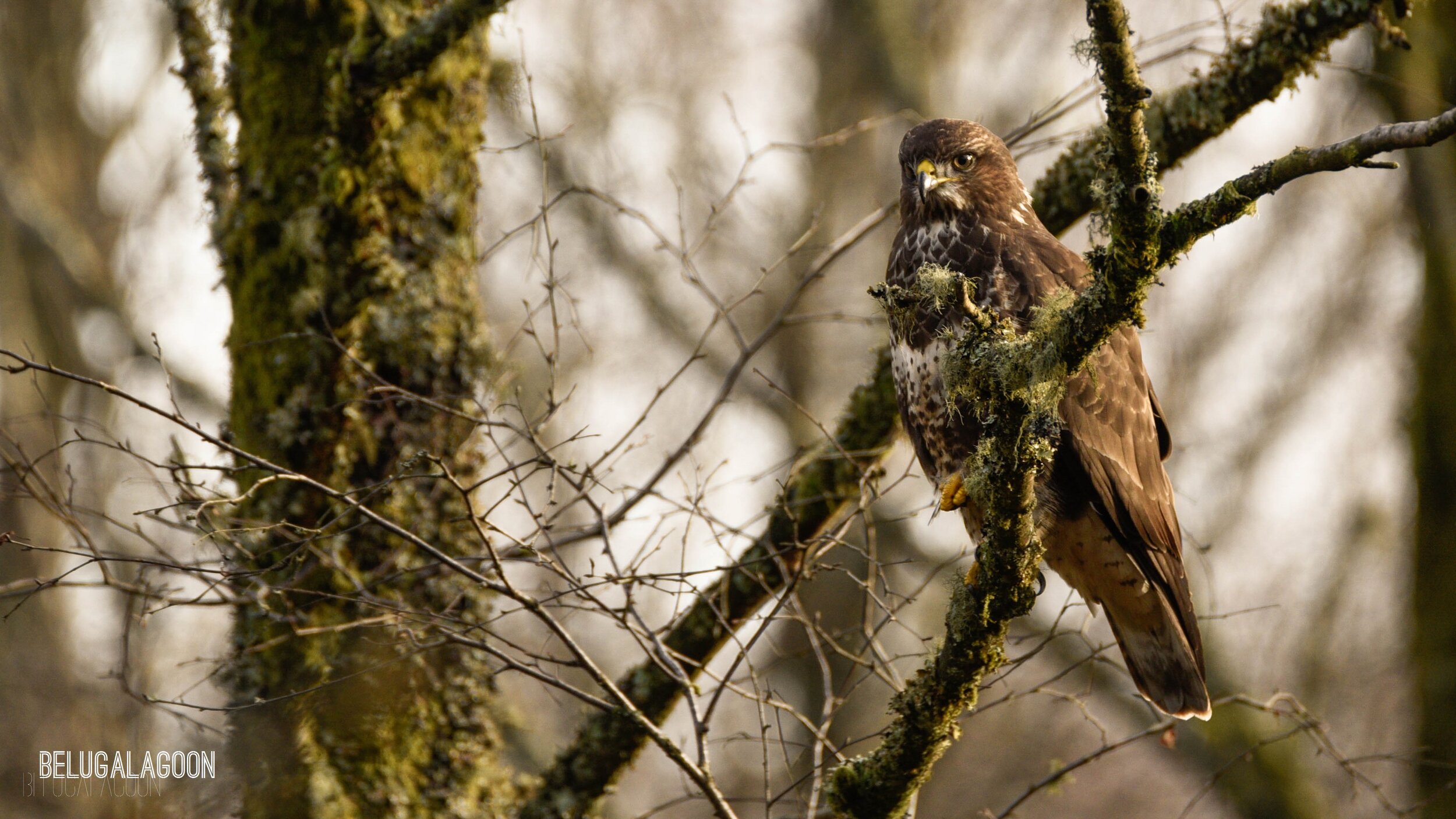 Buzzard, Aberfoyle Forest1.jpg