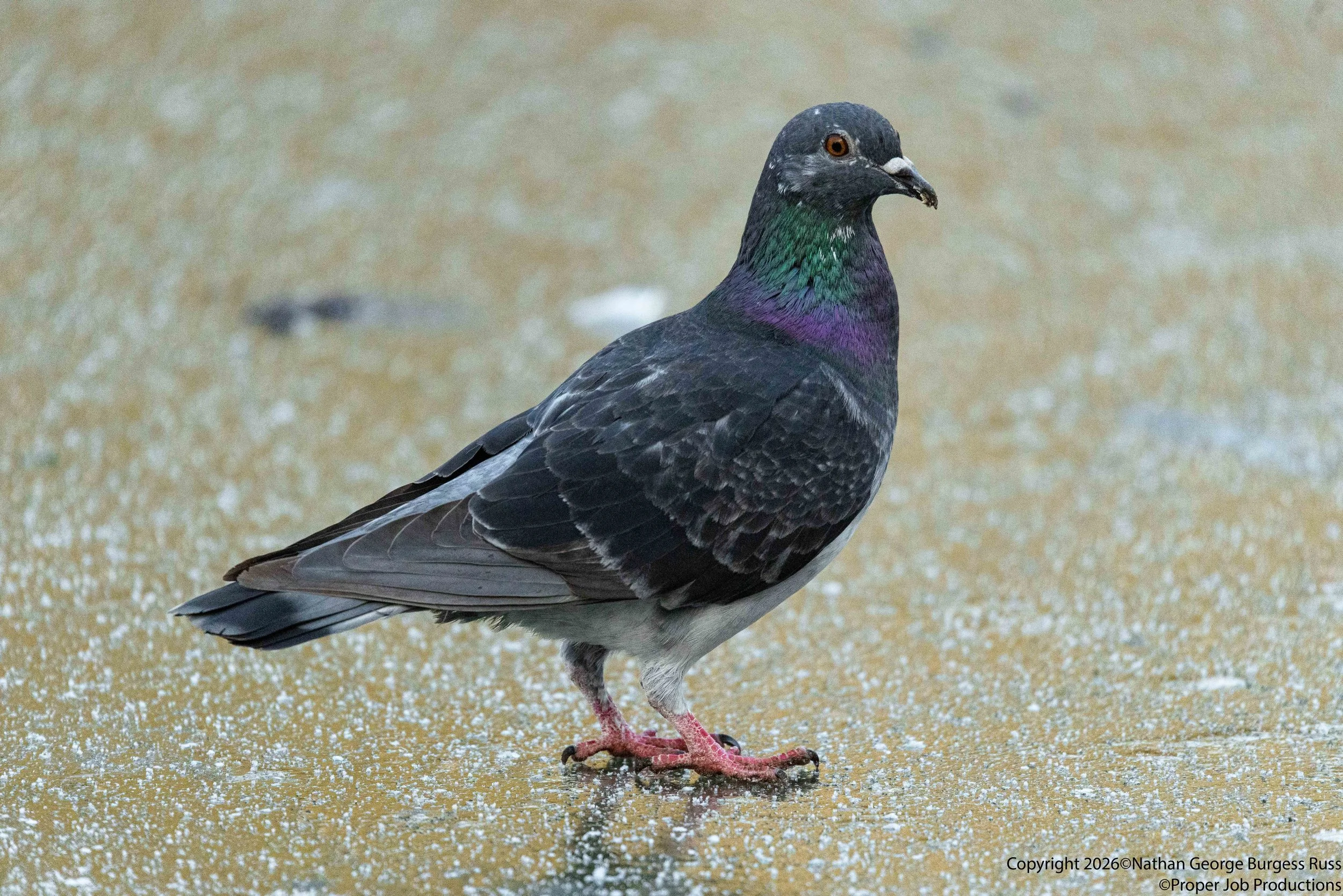 Pigeons (Columba livia domestica) on a frozen Eastville Park in Bristol