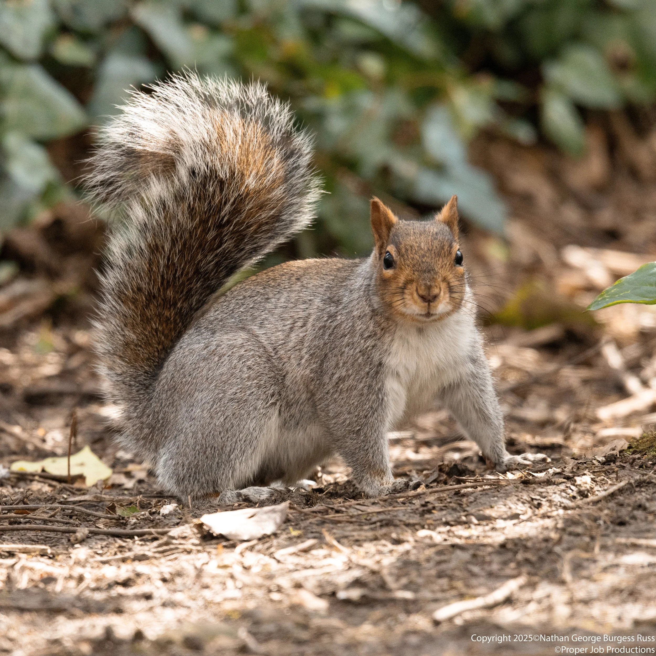 Squirrel