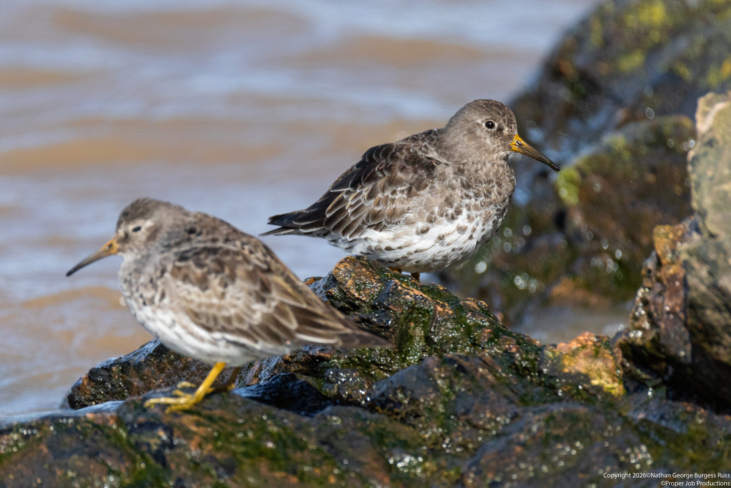 Purple Sandpiper (Calidris maritima) on a rock below Battery Point Lighthouse in Portishead.
