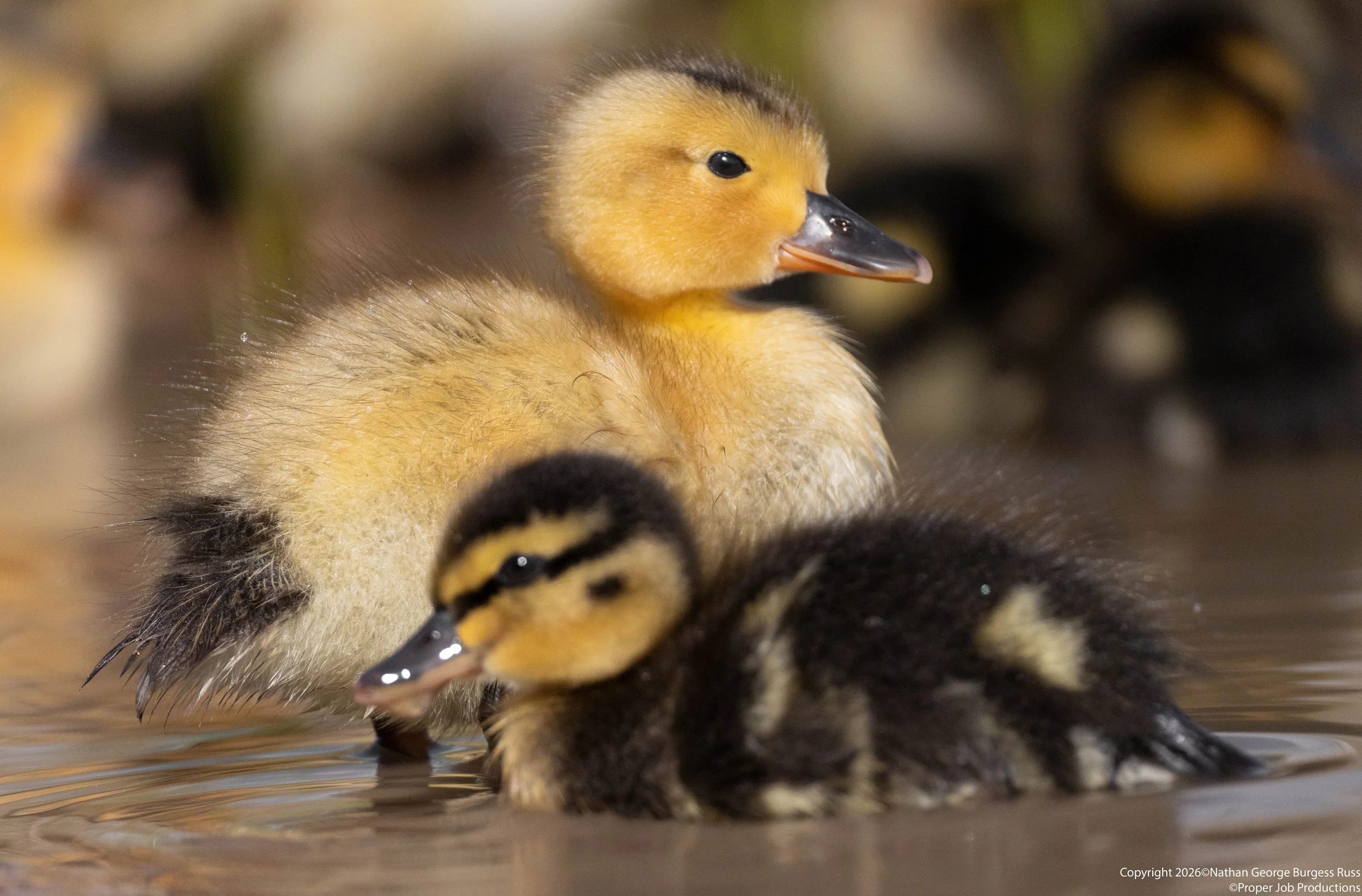 A 2 day old Mallard (Anas platyrhynchos) duckling on Duchess Pond in Bristol
