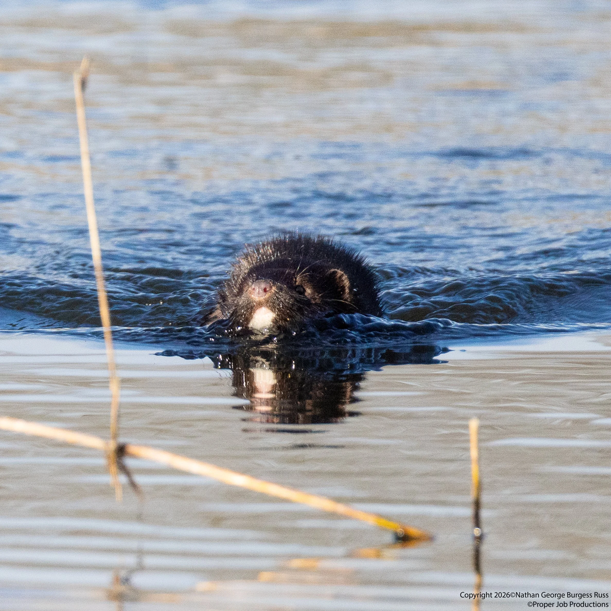 An American Mink (Neovison vison) swimming near the Tor Hide at RSBP Ham Wall, Somerset.

The American Mink is an invasive predator species that was introduced in the 1960s when individual Mink escaped from the Fur Farms.