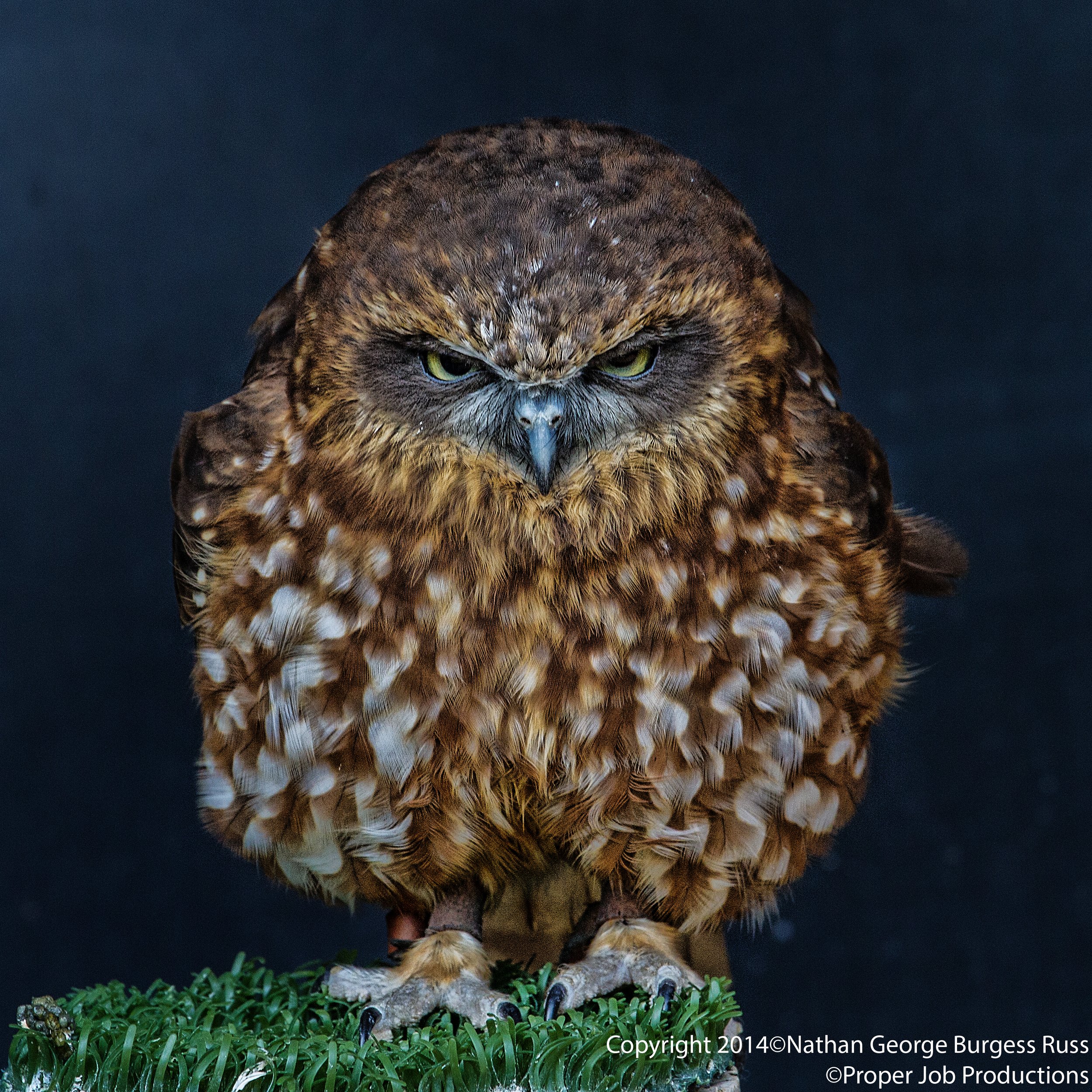 Boohoo Owl