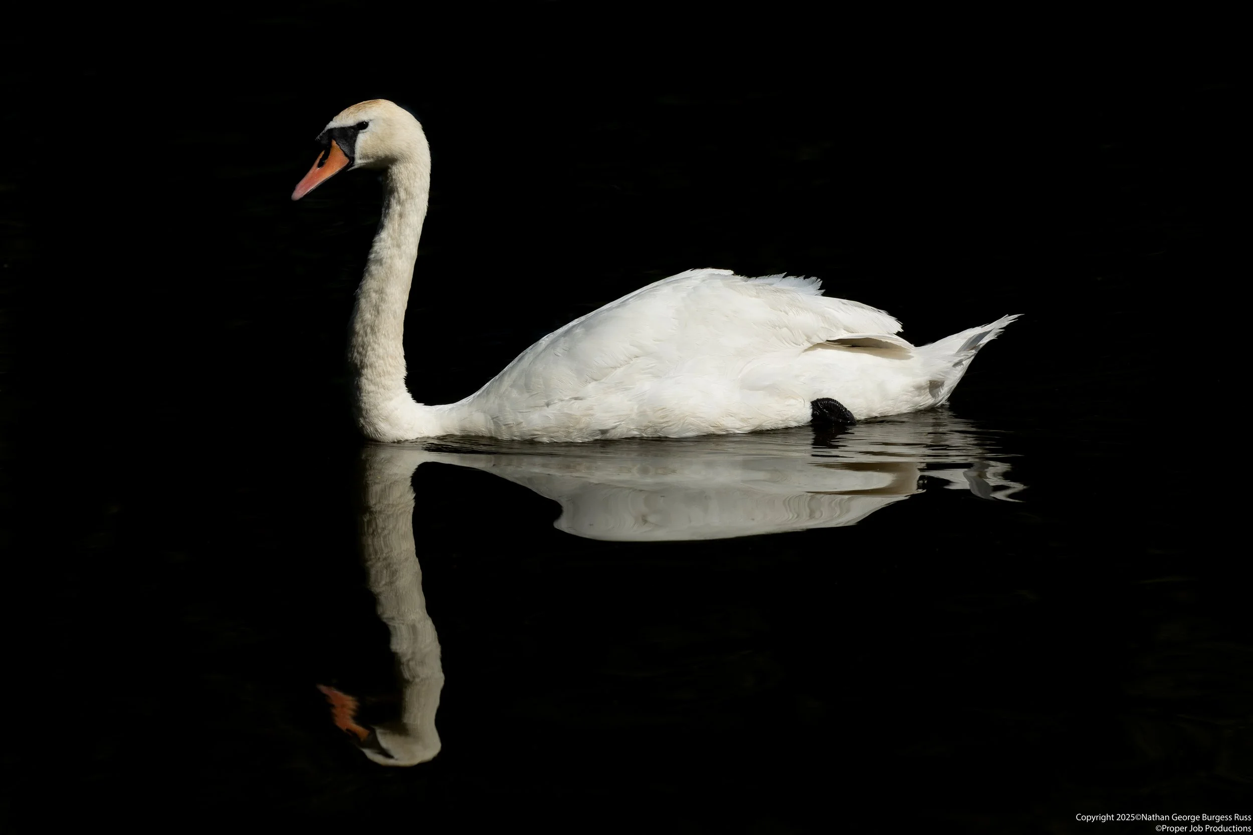 Mute Swan - (Cygnus olor) at Eastville Park