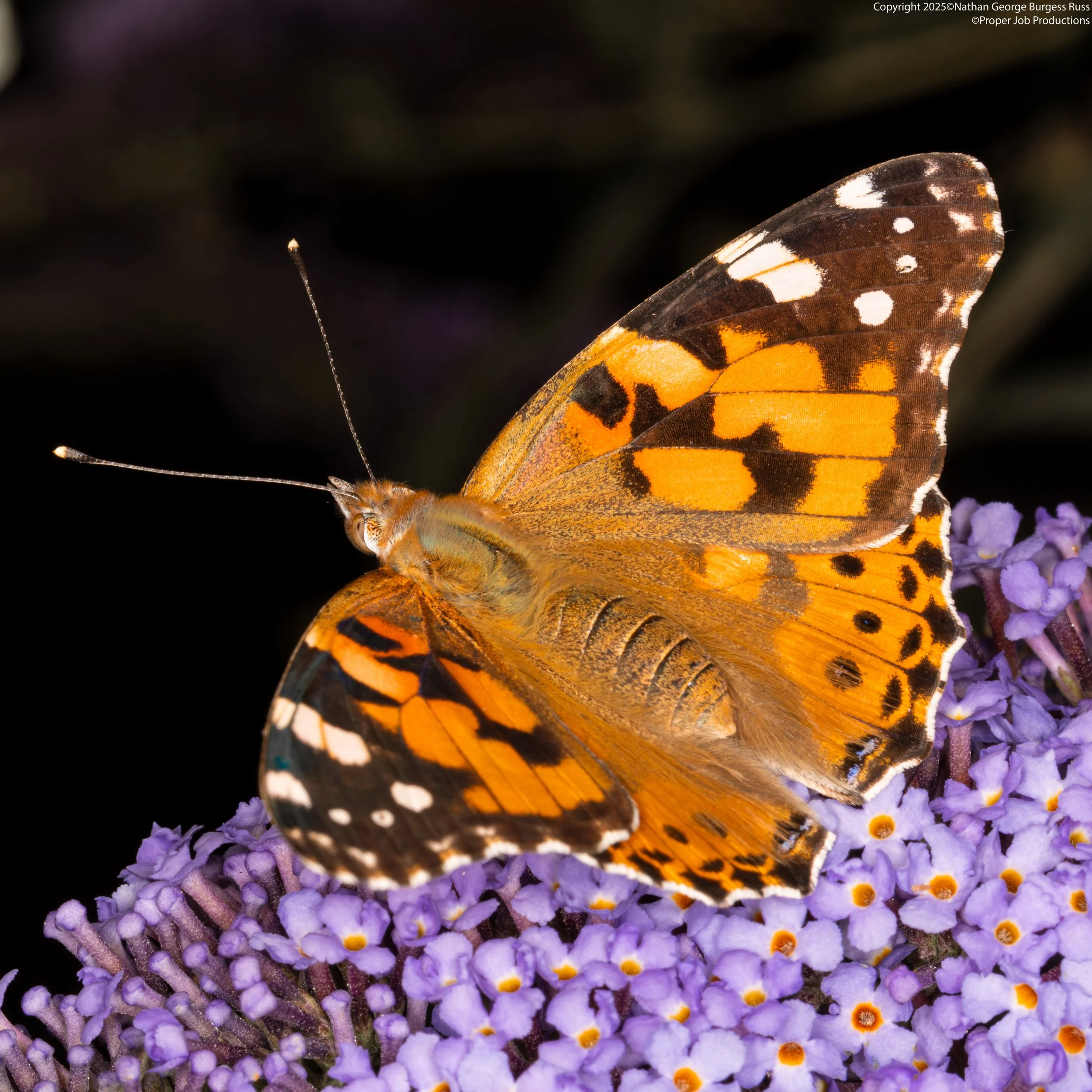 A Painted Lady Butterfly (Vanessa cardui) on a Buddleia Bush.

This Butterfly is known as Painted Lady in europe and Cosmopolitan in North America.