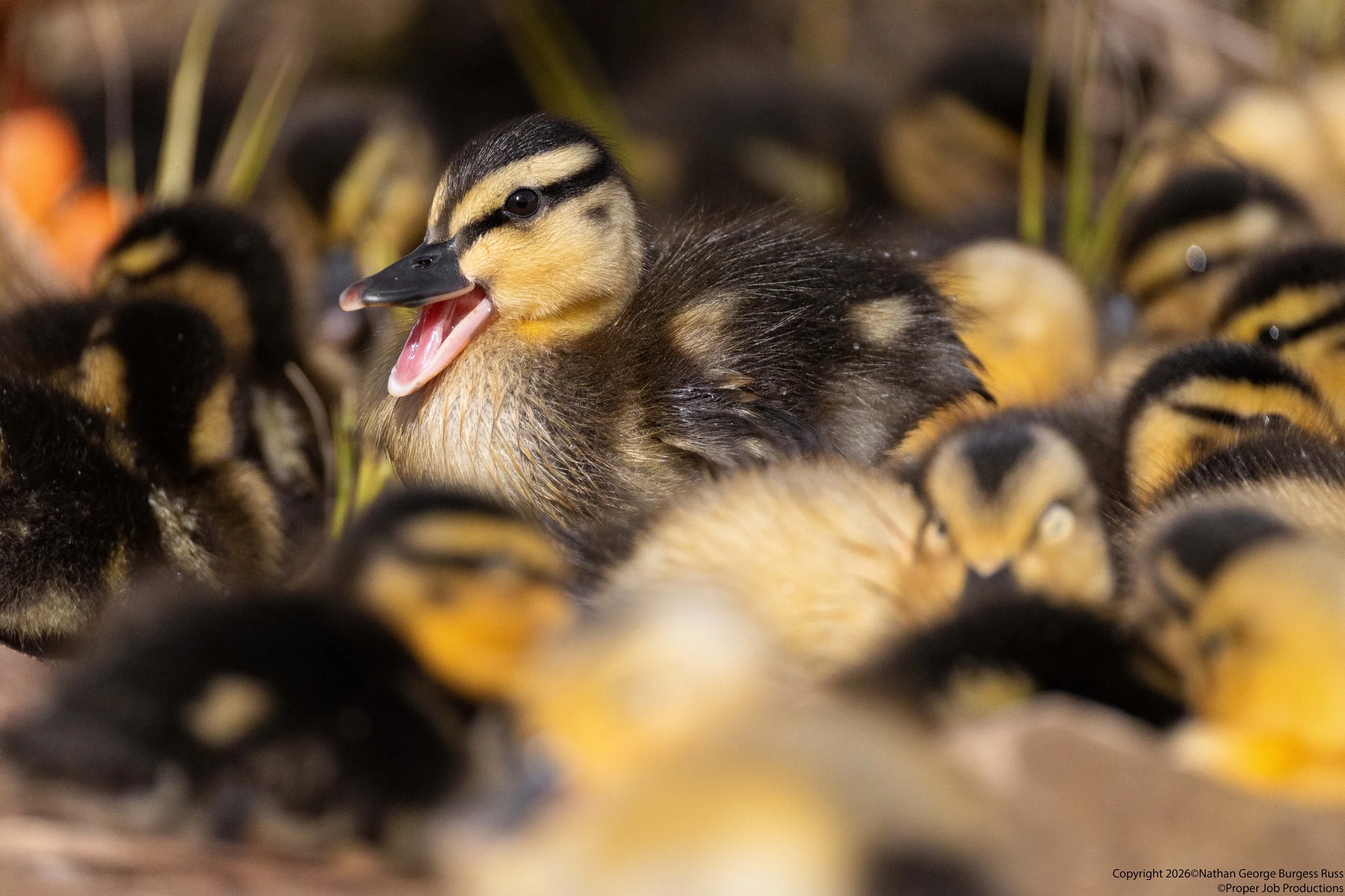 A 2 day old Mallard (Anas platyrhynchos) duckling on Duchess Pond in Bristol