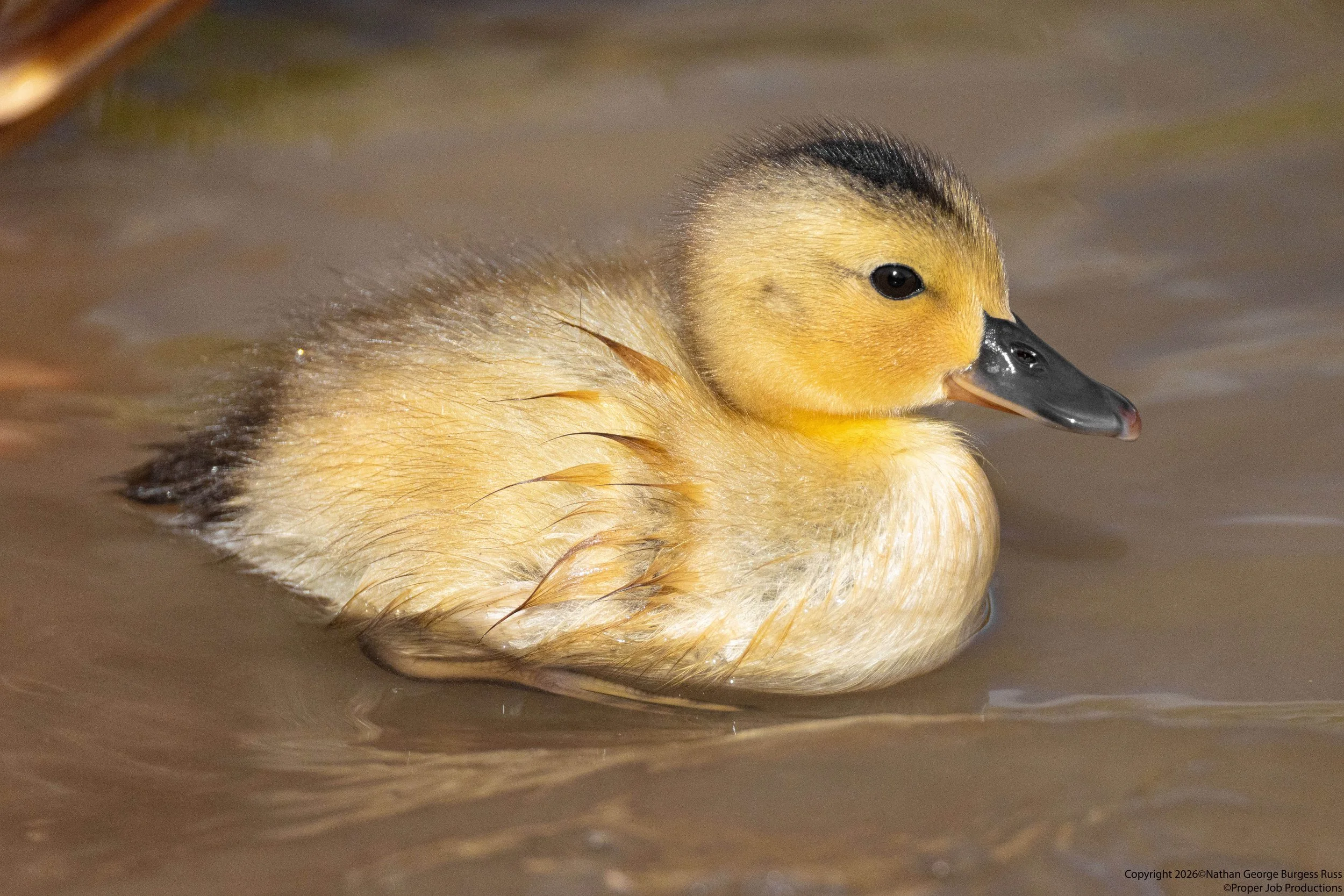 A 2 day old Mallard (Anas platyrhynchos) duckling on Duchess Pond in Bristol