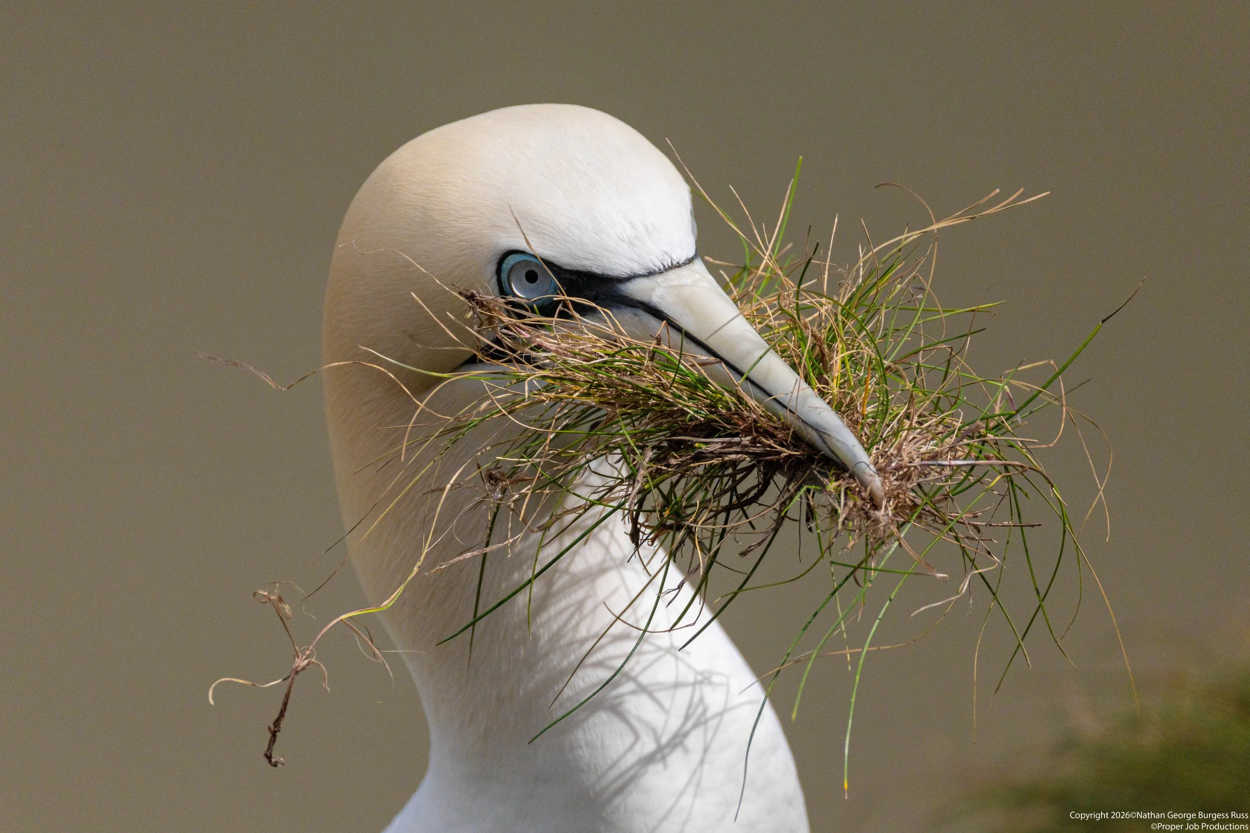 A Northern Gannet (Morus bassanus) gathering grass for use as nesting material at RSPB Bempton Cliffs.