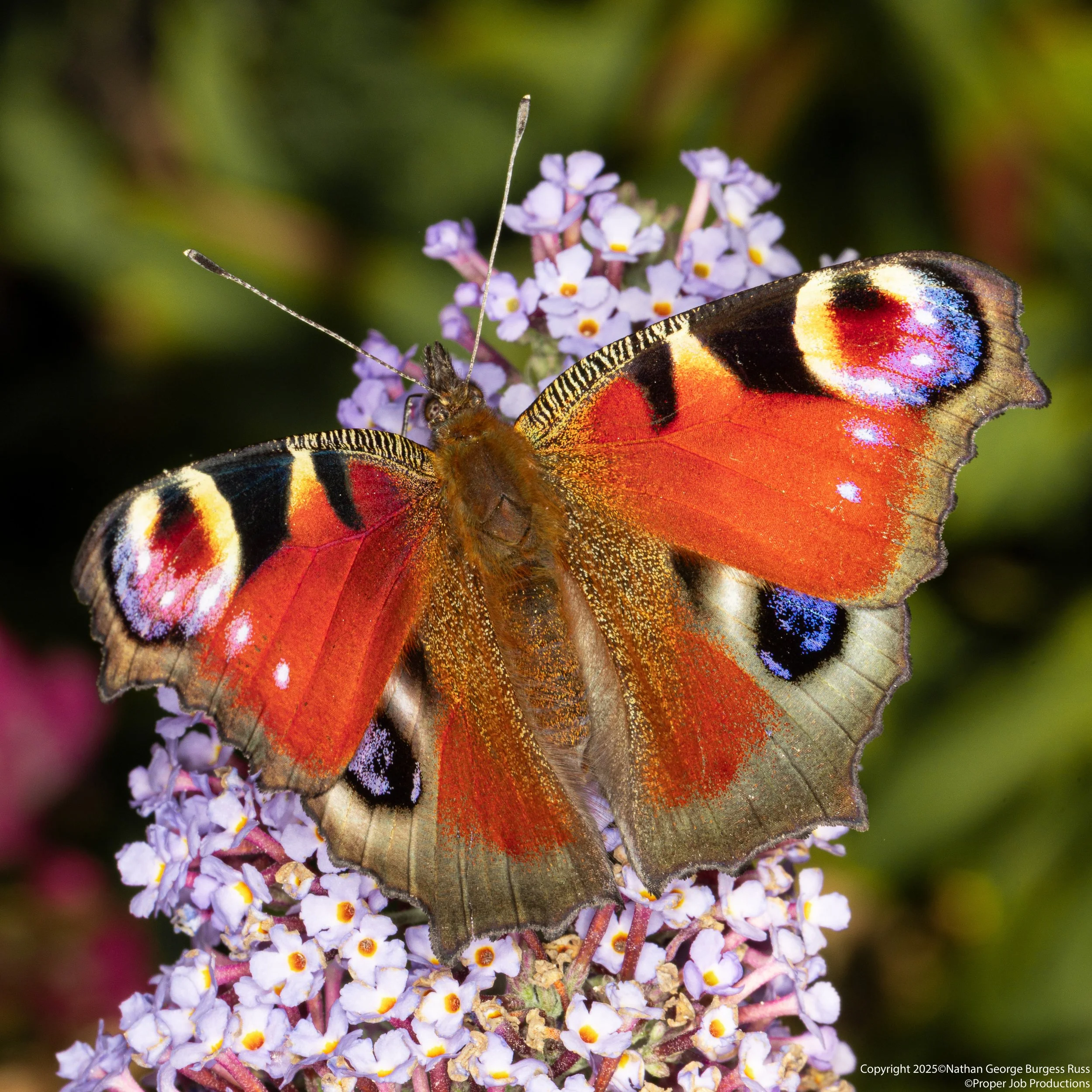 A European Peacock Butterfly (Aglais io) on a Buddleia Bush.
