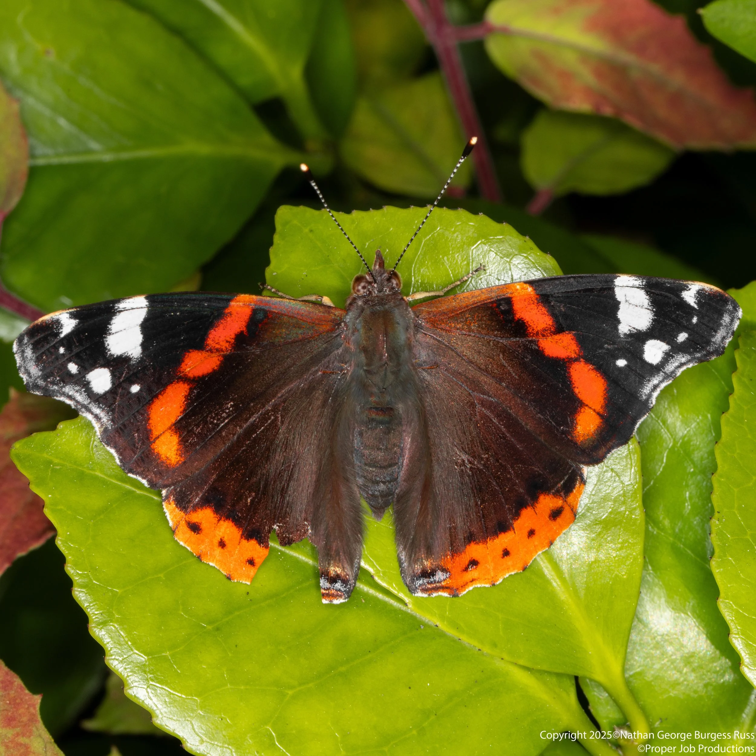 A Red Admiral - (Vanessa atalanta)