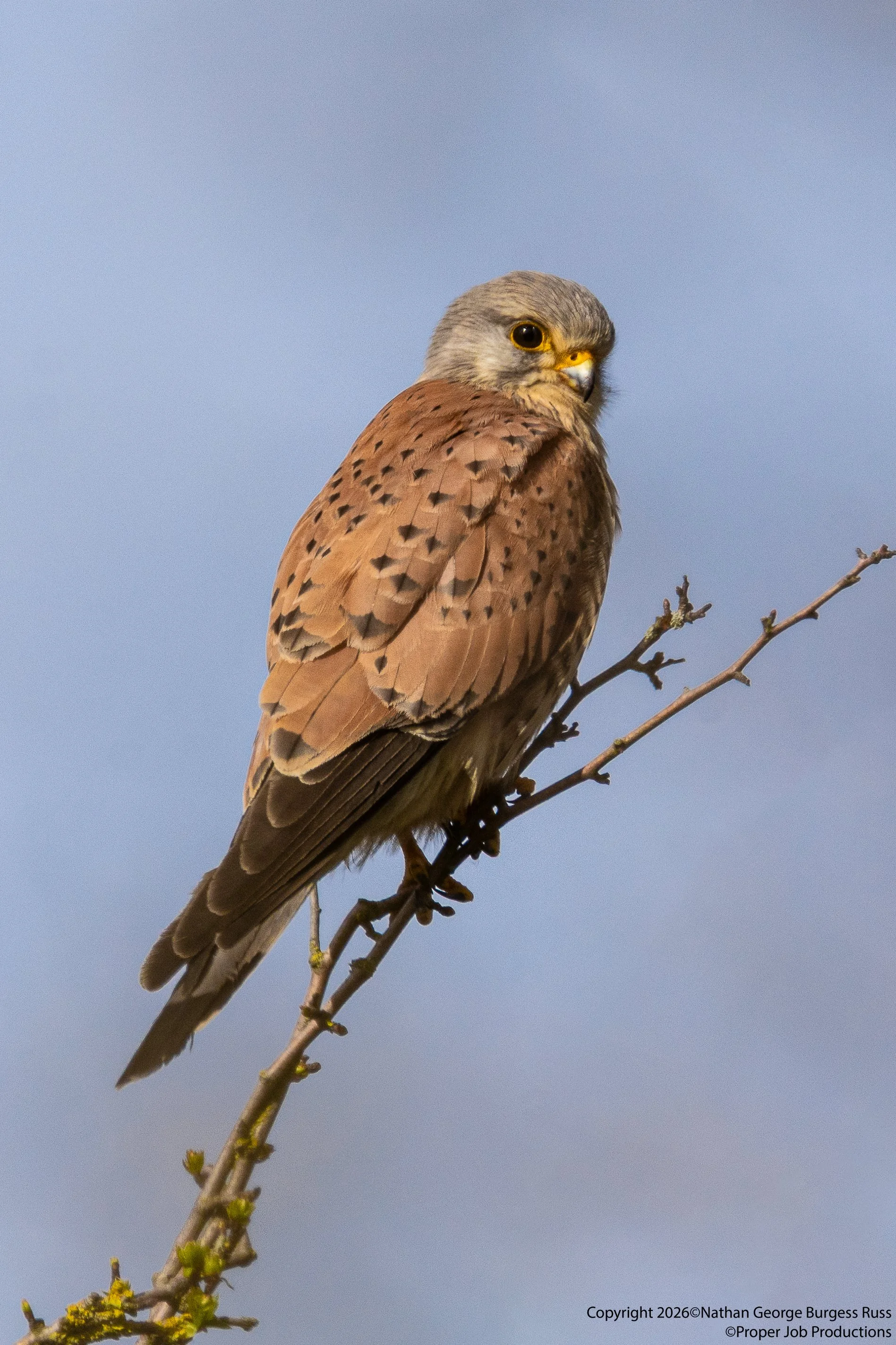 Kestrel