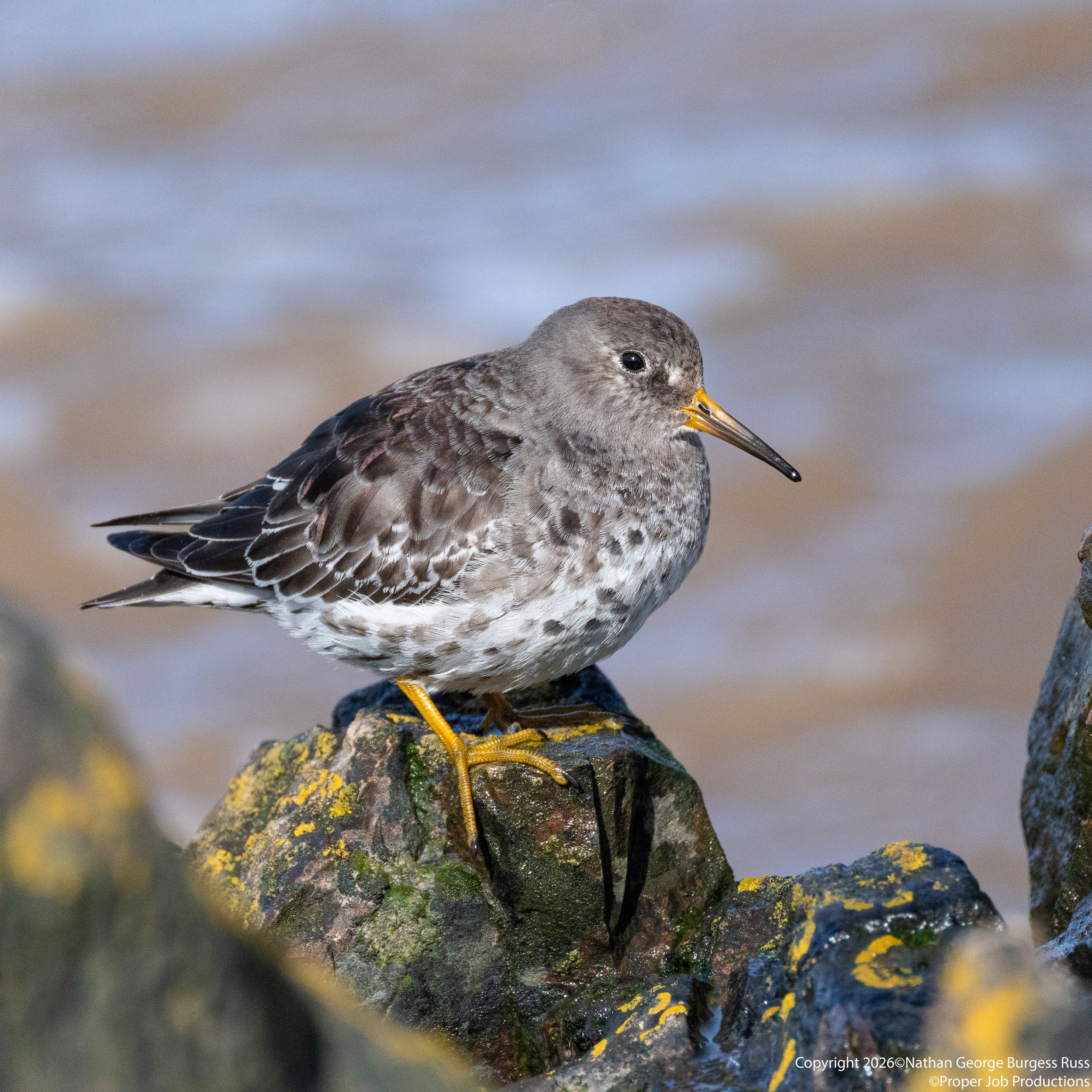A Purple Sandpiper (Calidris maritima) on a rock below Battery Point Lighthouse in Portishead.