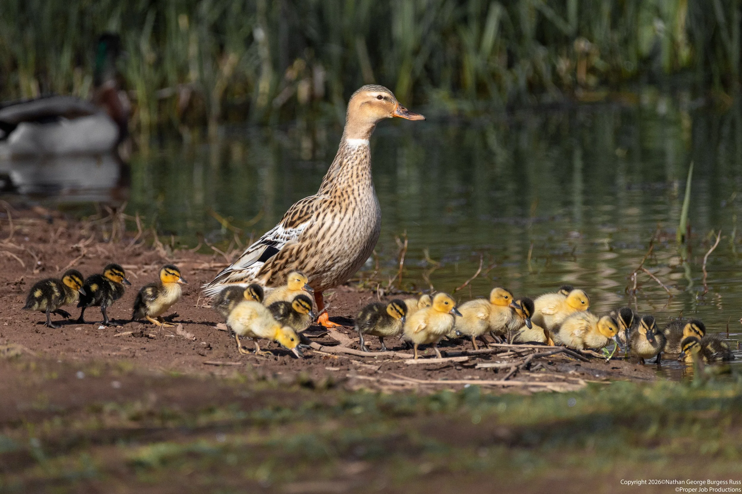 A mother Mallard Duck with 19 of her 2 day old Duckings at Duchess Pond, Bristol.