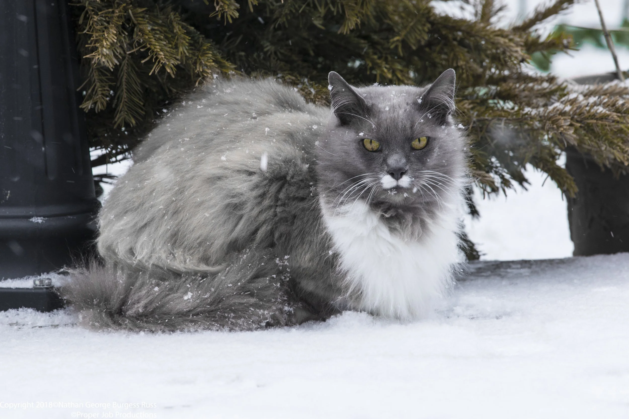 Cat
