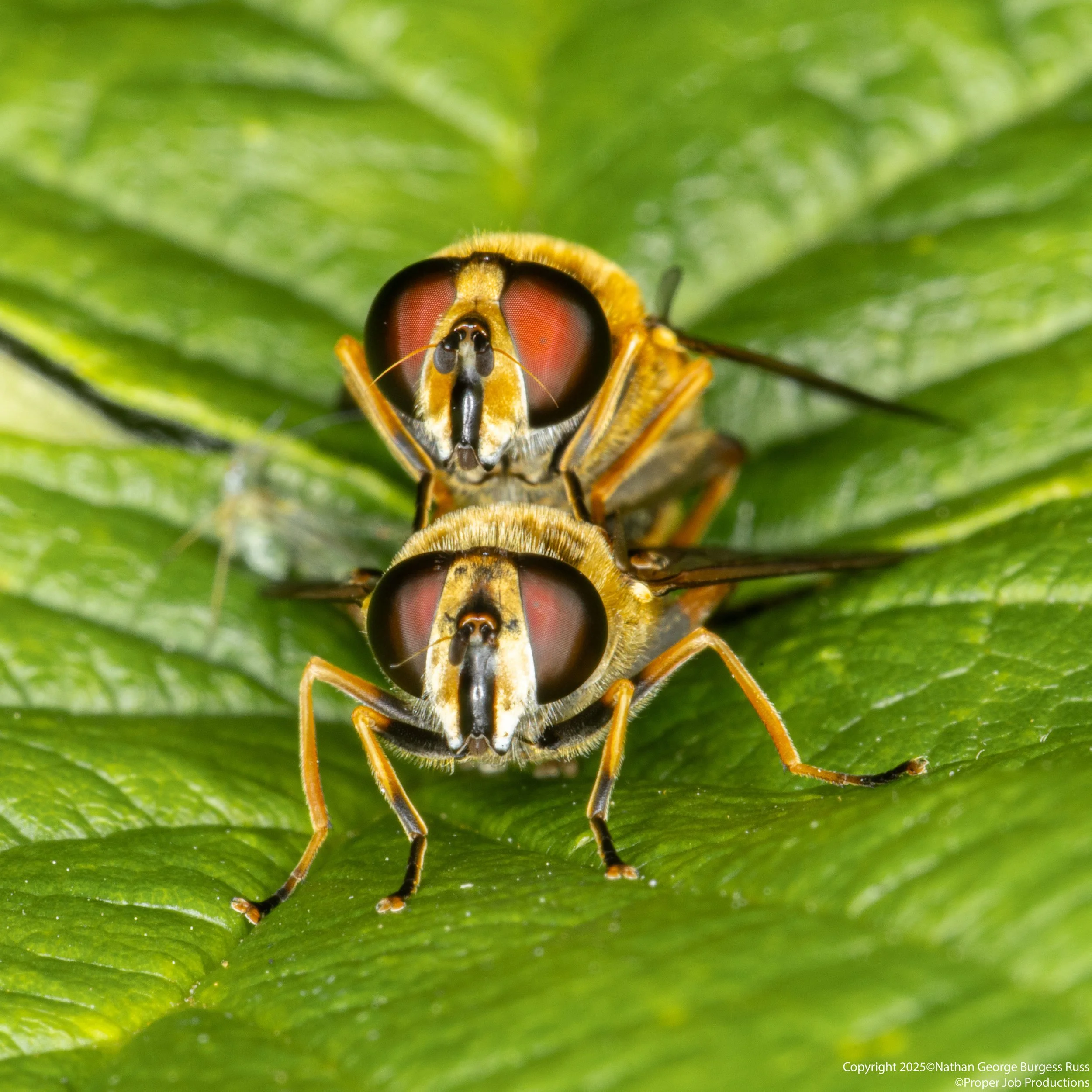 A pair of Footballer Hoverflies (Helophilus pendulus) mating on a raspberry leaf.
