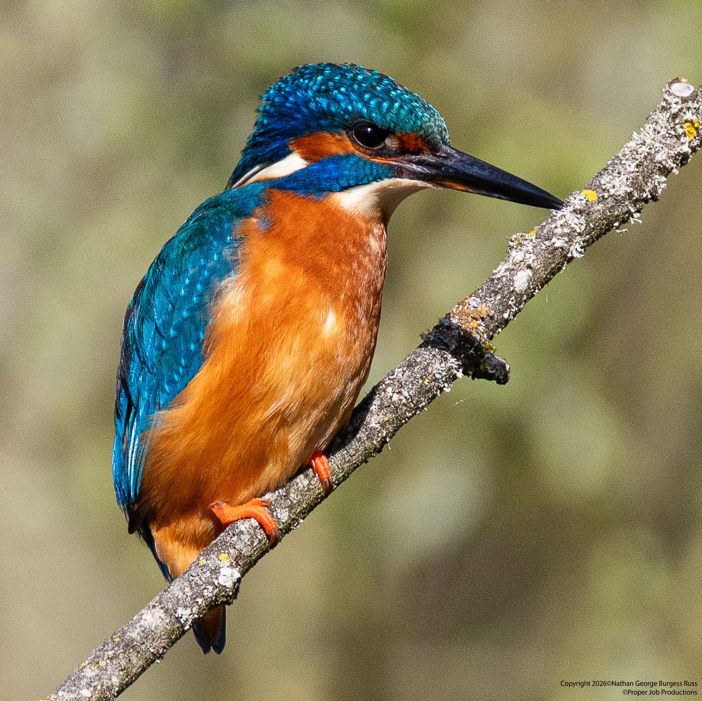 Kingfisher