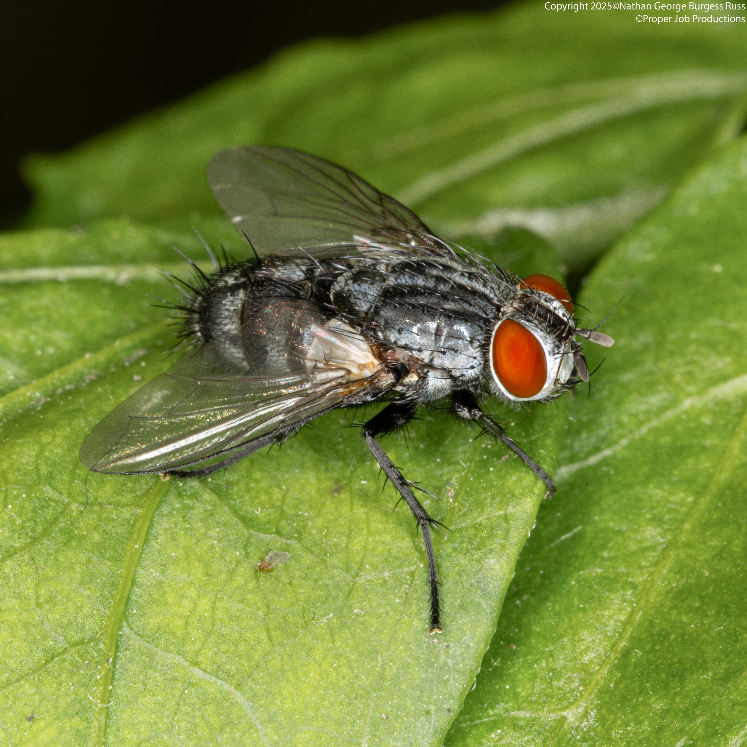 A Blue Bottle Fly (Calliphora vomitoria) on a white flower