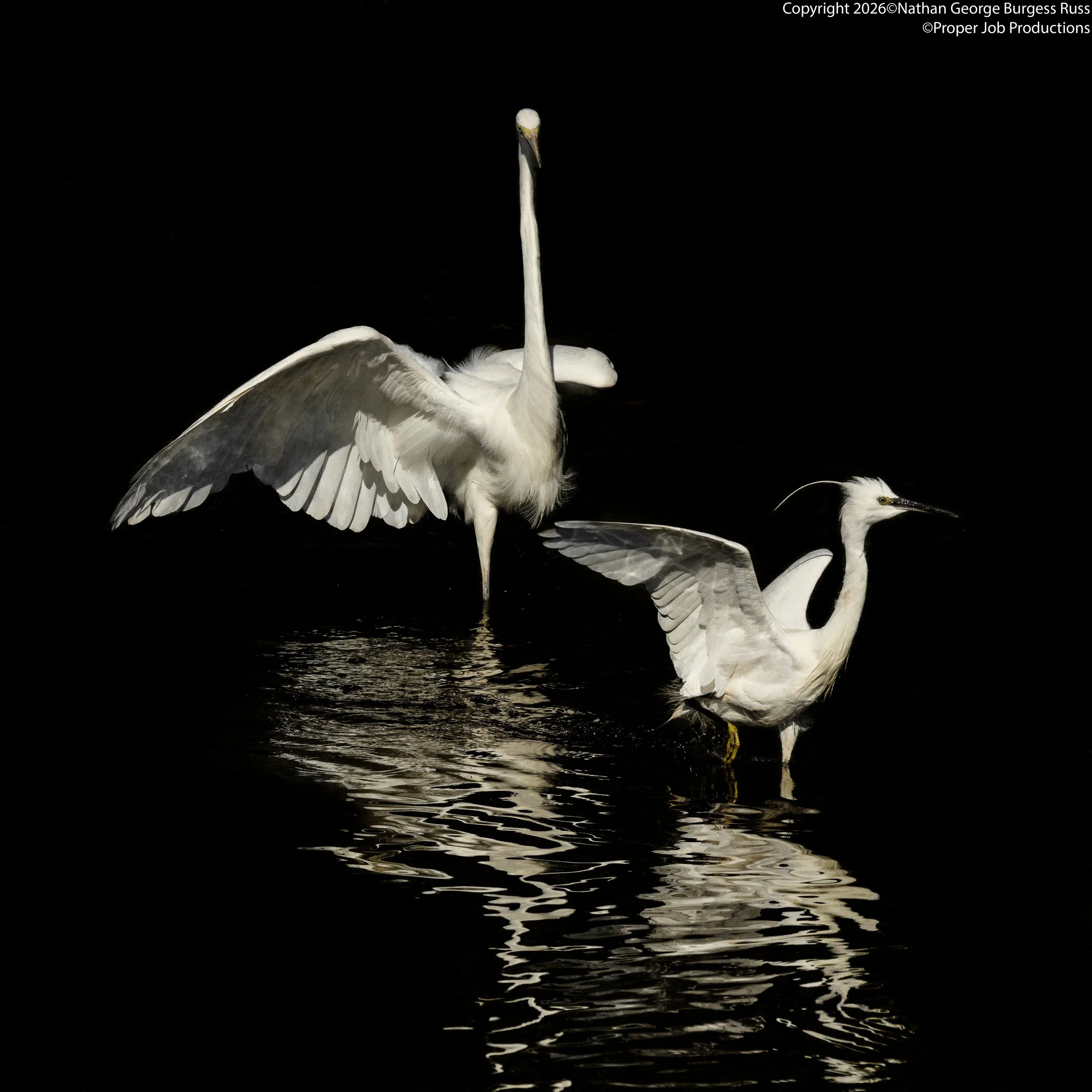 Great Egret and Small Egret Coaster
