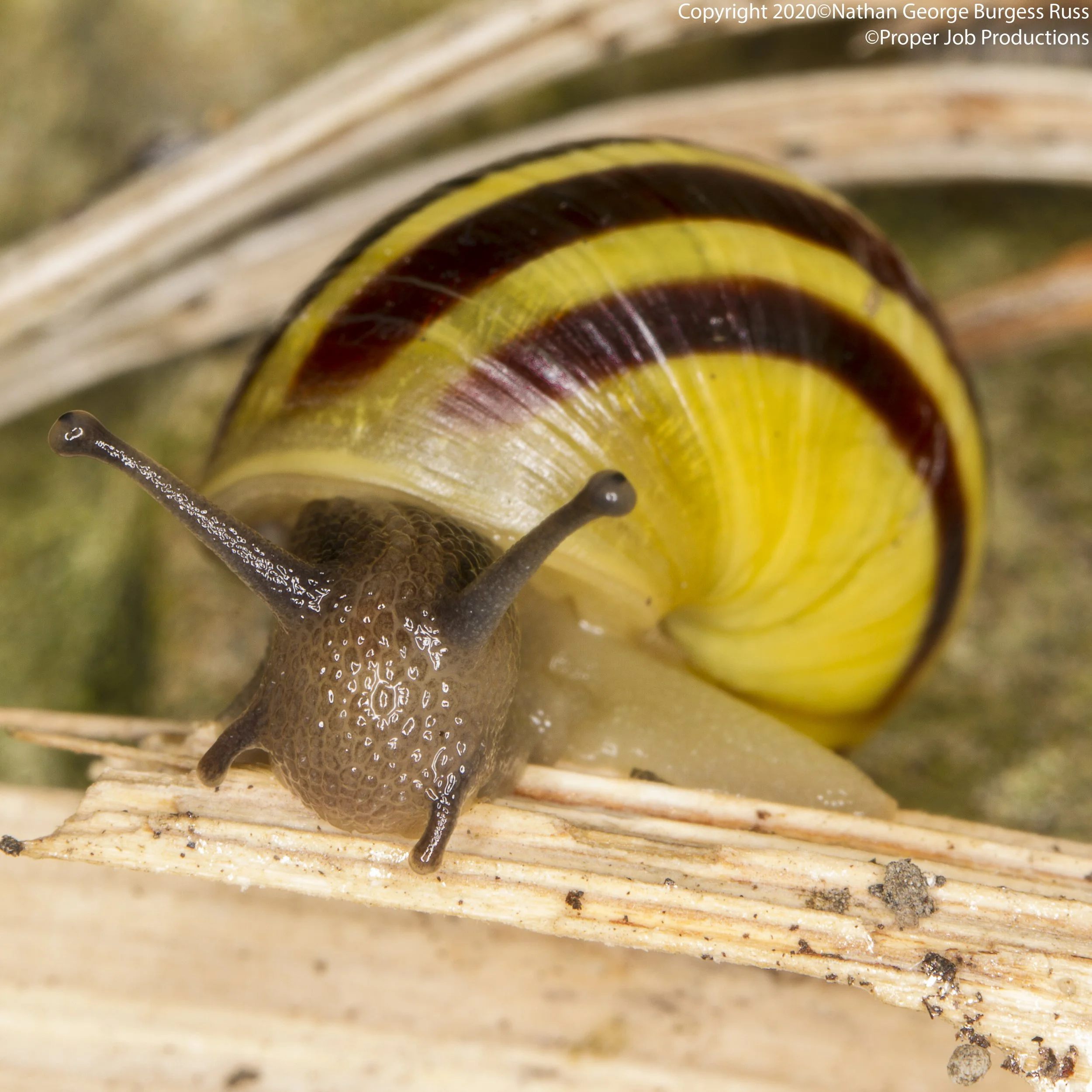 A Grove Snail (Cepaea nemoralis)