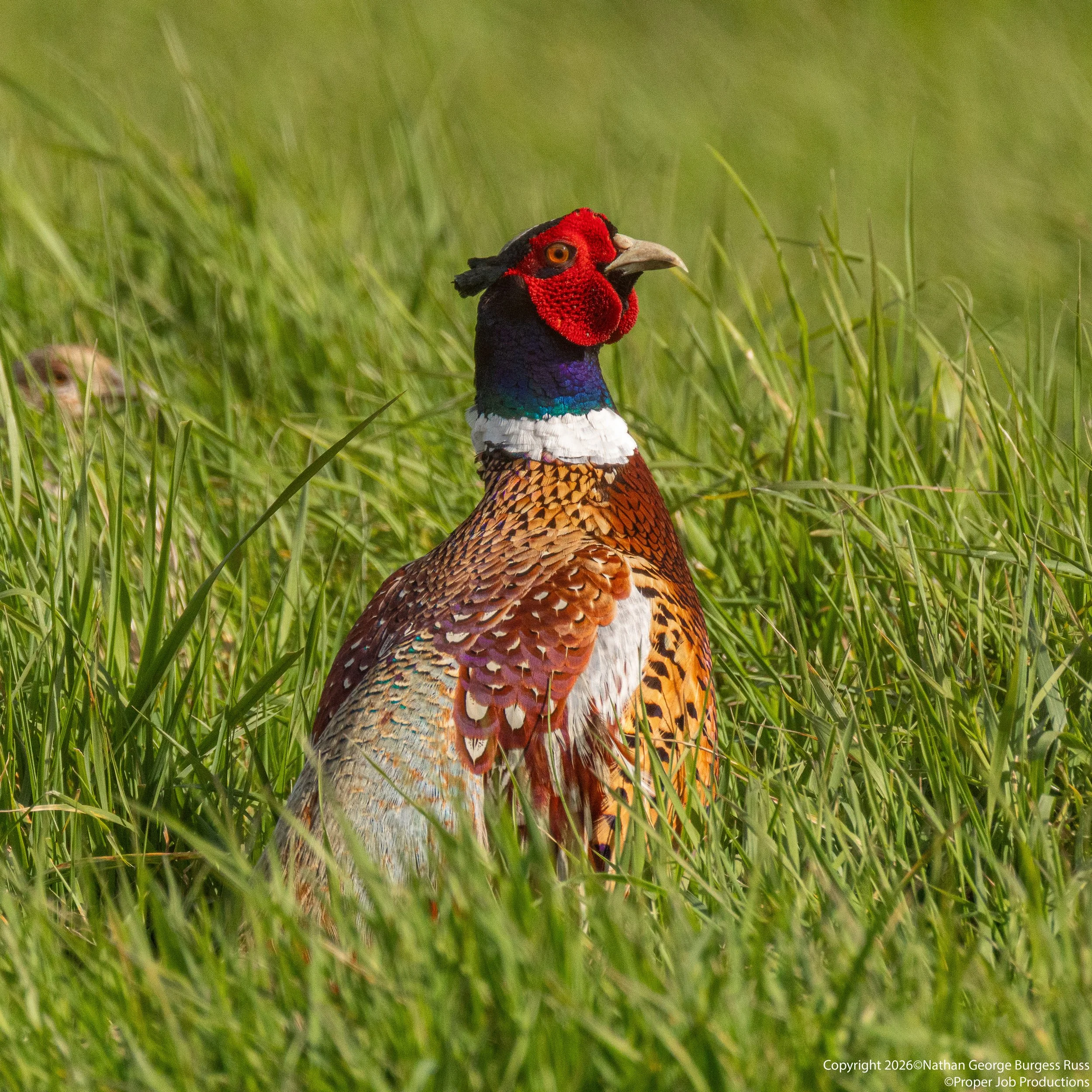 Pheasant Coaster