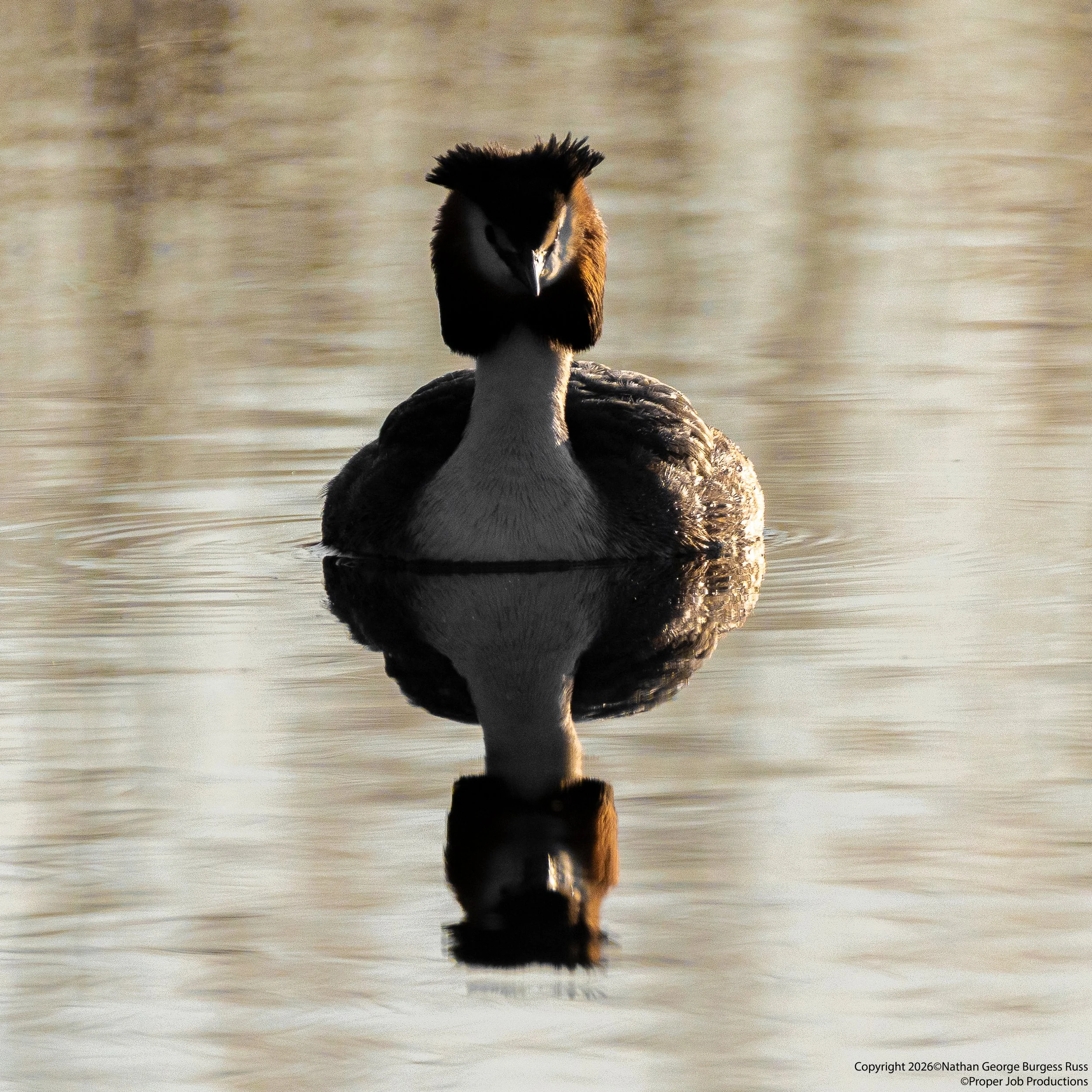 A Great Crested Grebe (Podiceps cristatus) in early morning light near the Tor hide at RSPB Ham Wall.